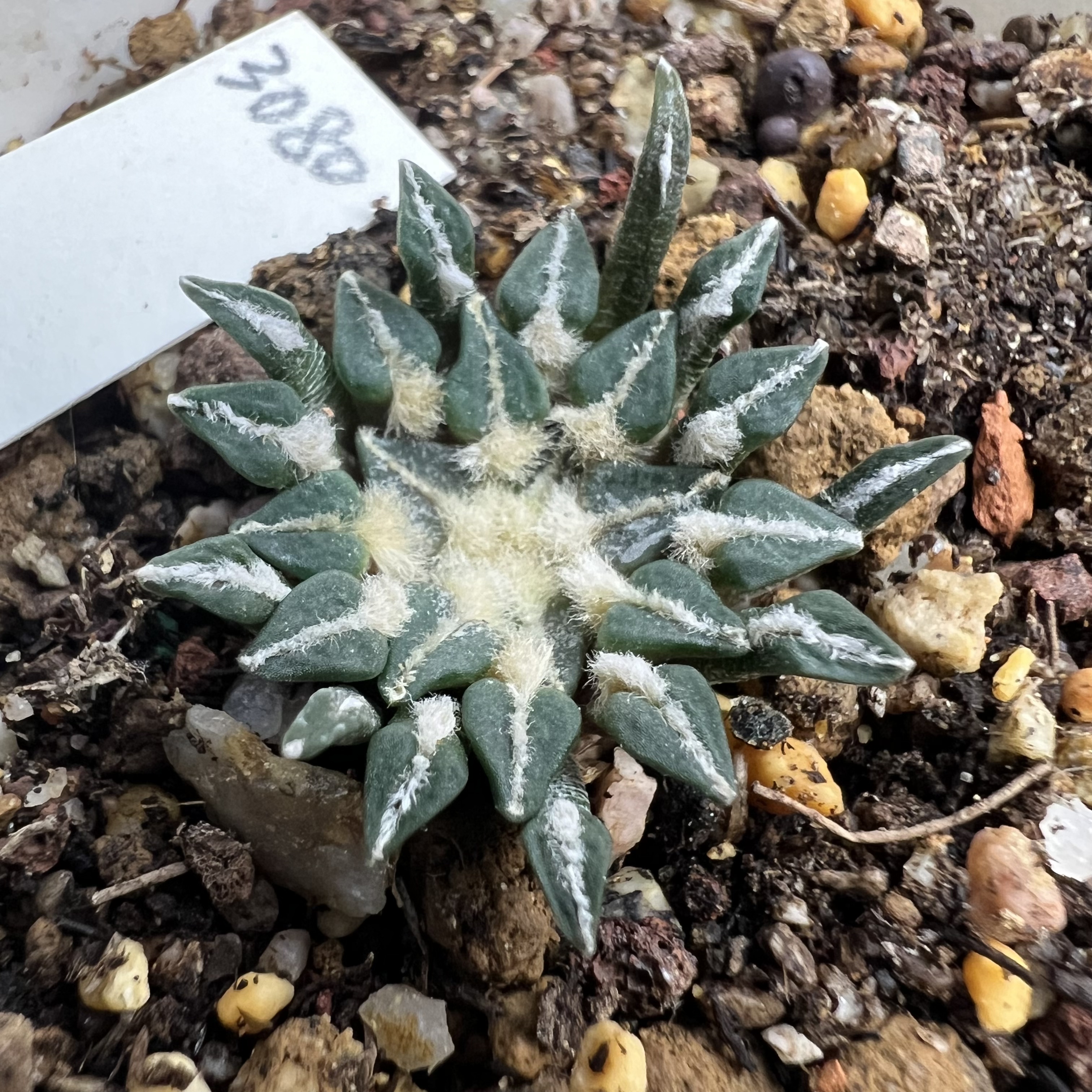 小疣姬牡丹实生防辐射仙人球块根多肉植物绿植盆栽花卉龙舌兰