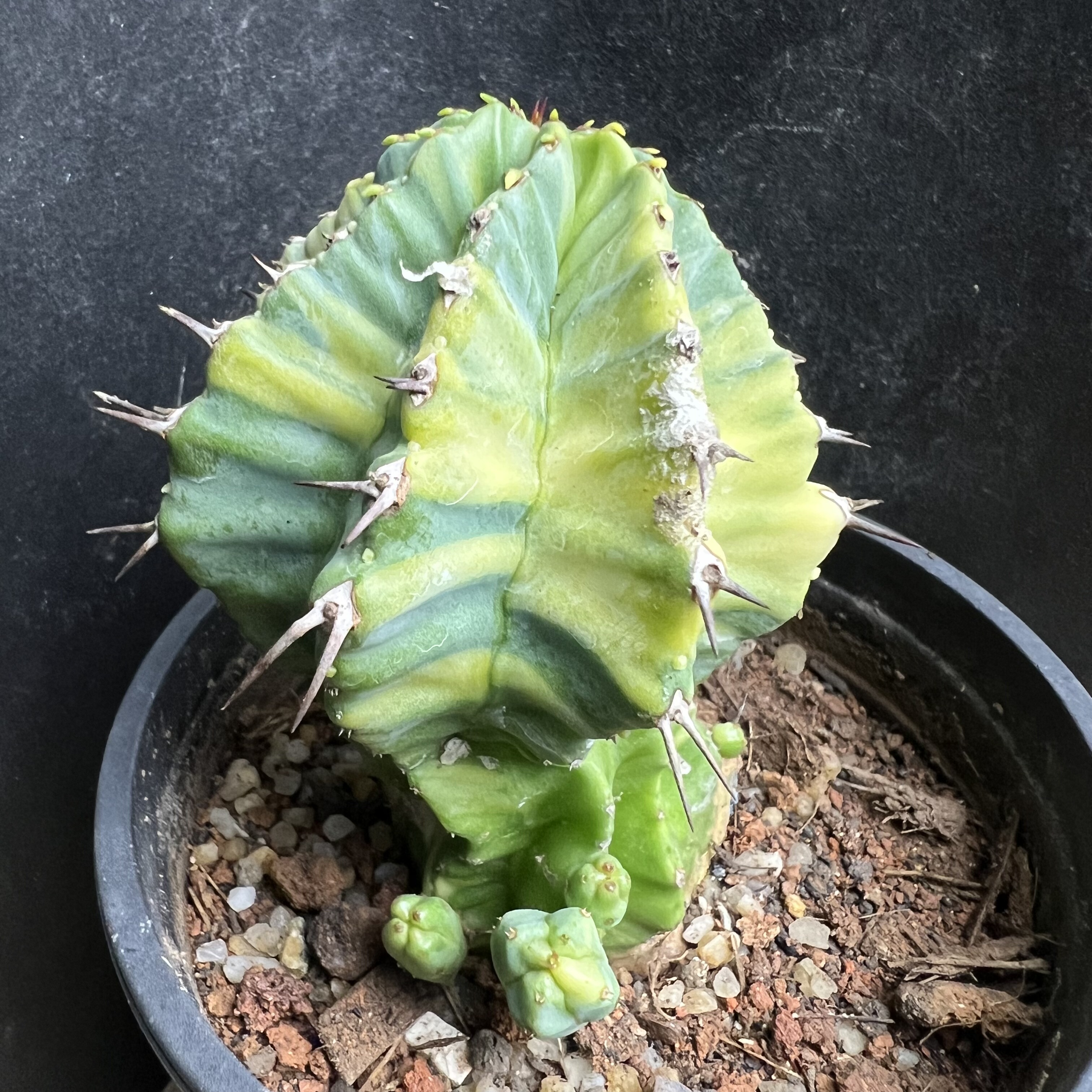 无刺魁伟玉锦大戟仙人球块根多肉植物绿植盆栽花卉龙舌兰卧牛