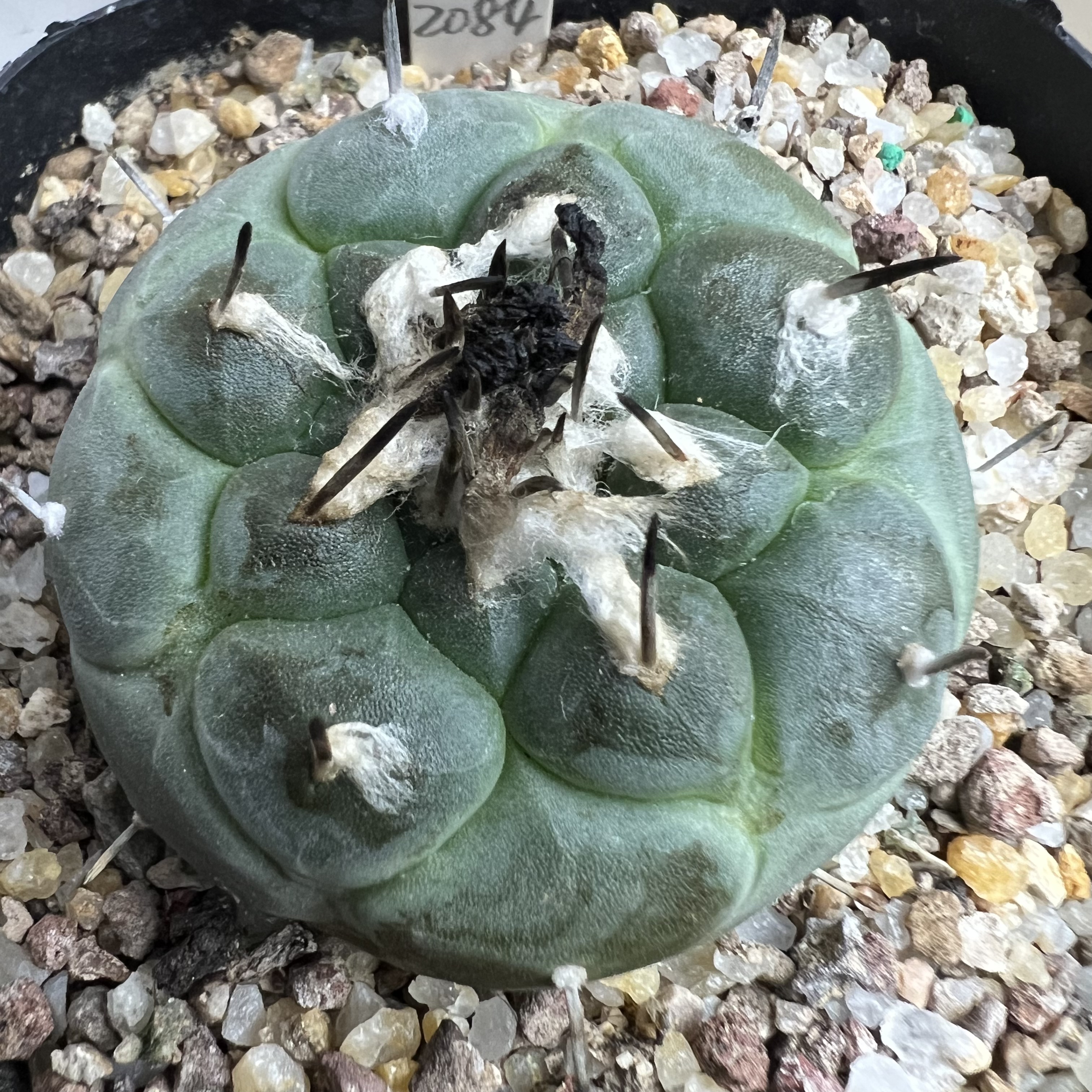 大疣冬云娇丽实生防辐射仙人球块根多肉植物绿植盆栽花卉