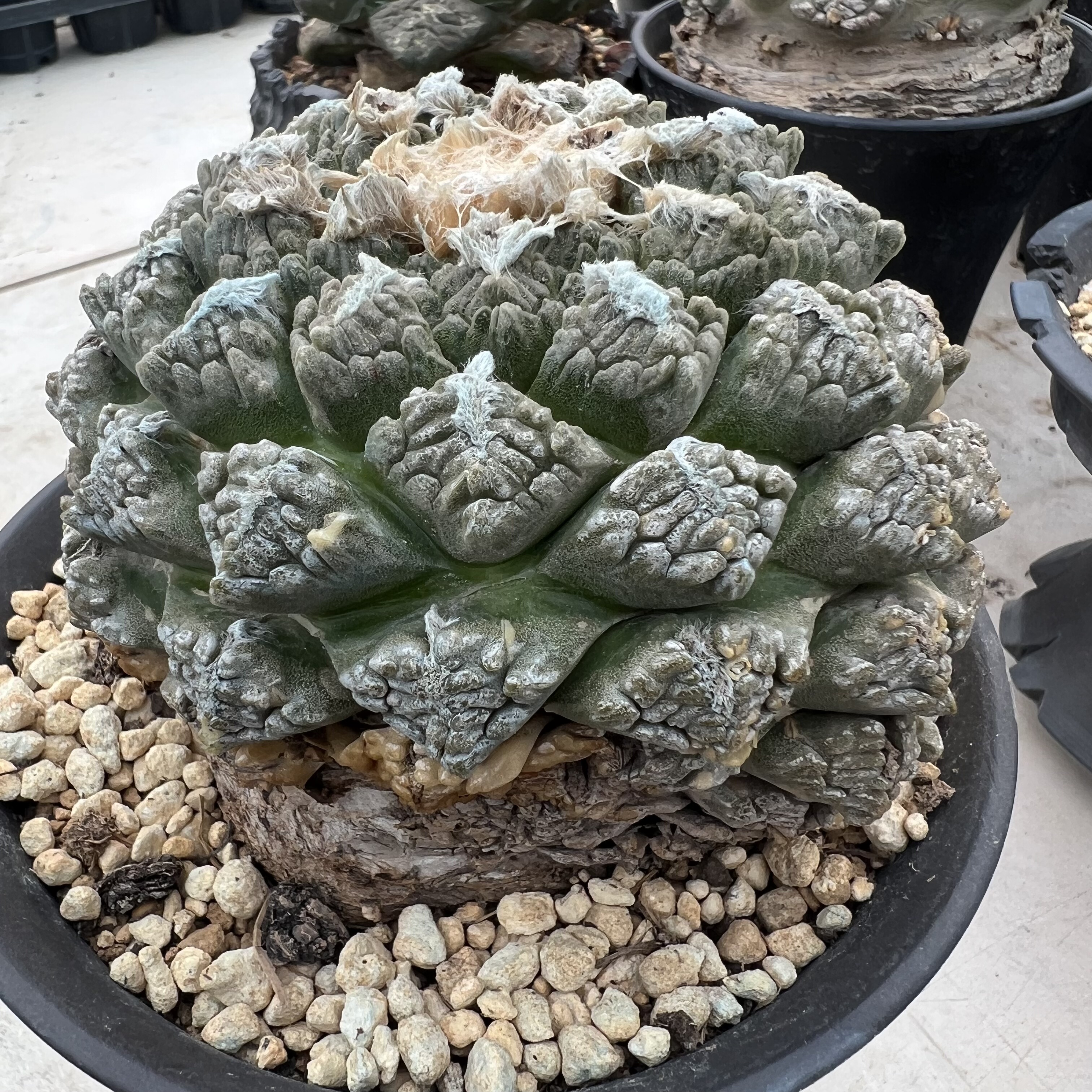 输入产地连山牡丹实生仙人球块根多肉植物绿植盆栽花卉龙舌兰卧牛