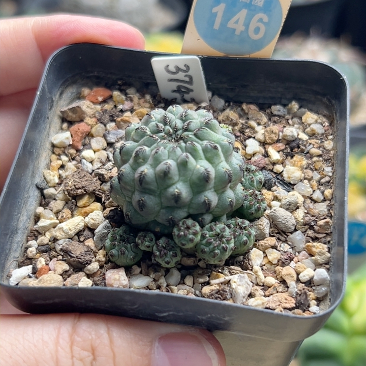 16自根绿丽丸群一棵