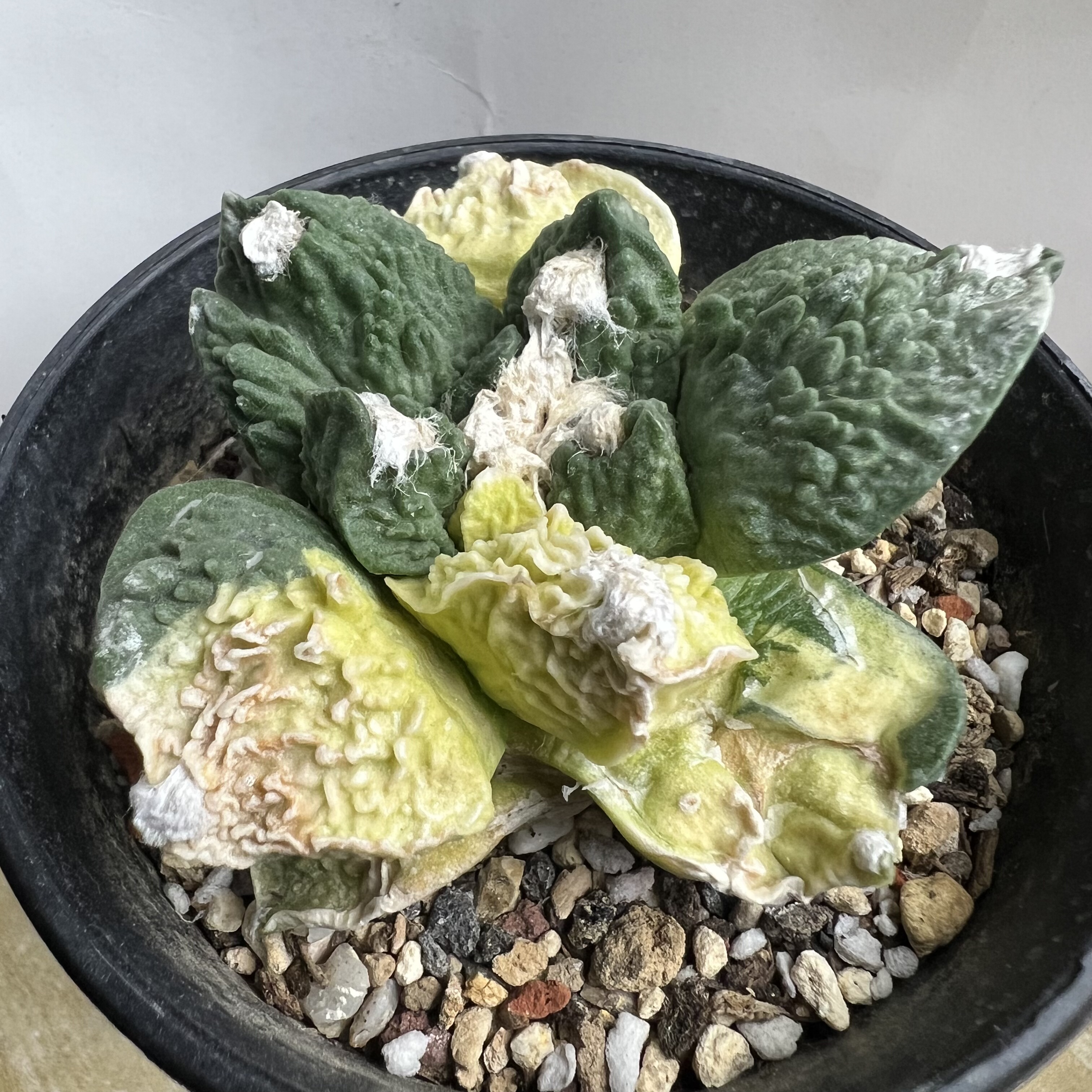 怒涛牡丹锦自根仙人球块根多肉植物绿植盆栽龙舌兰卧牛