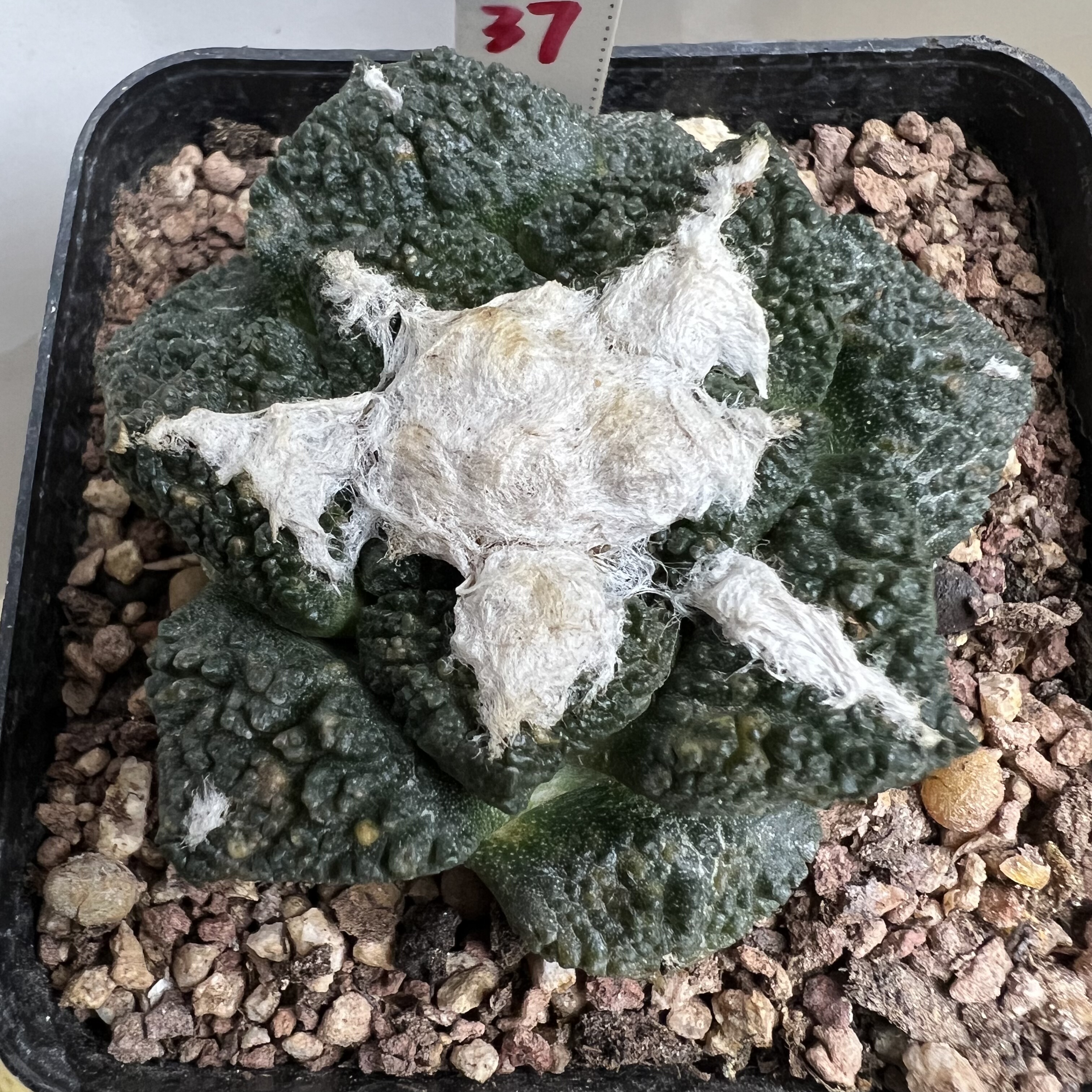 小萝卜根点点锦龟甲牡丹自根仙人球块根多肉植物绿植盆栽花卉