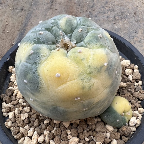 螺旋海鲜锦自根仙人球块根多肉植物绿植盆栽花卉龙舌兰