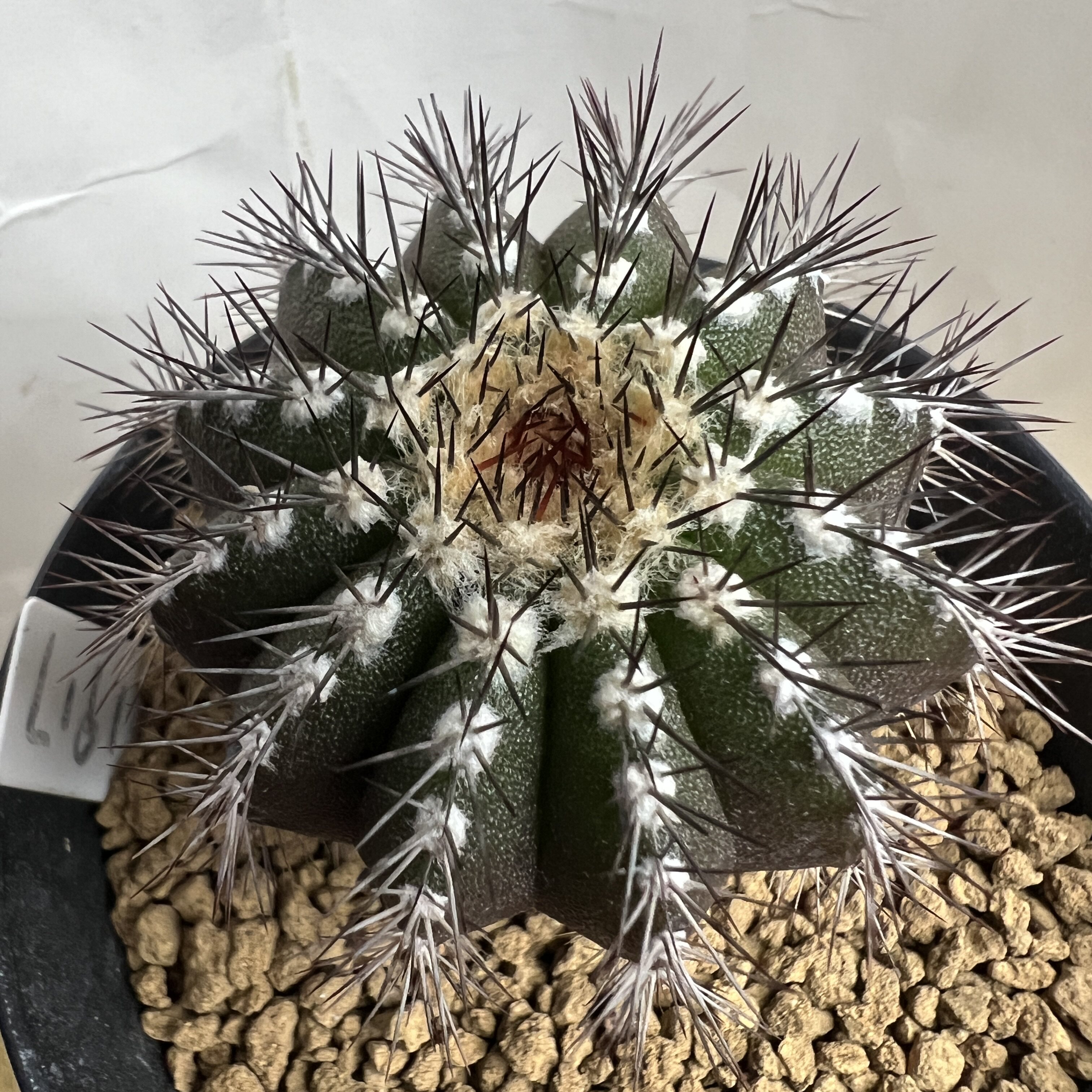 栉刺尤伯球实生仙人球块根多肉植物绿植盆栽花卉龙舌兰