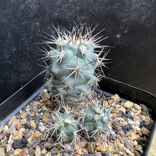 黑枪玉娇丽群实生仙人球块根多肉植物绿植盆栽花卉龙舌兰