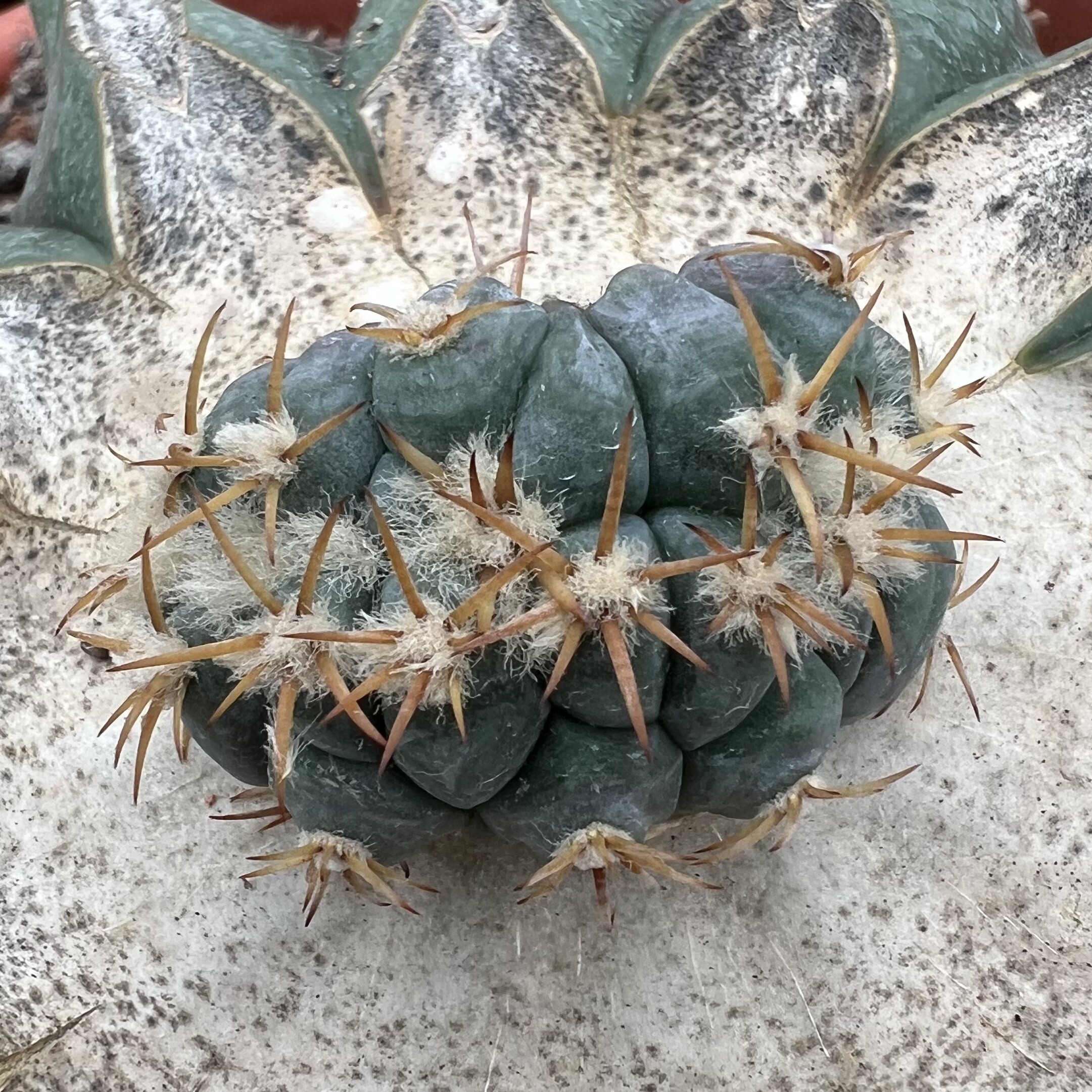 雷帝平丸缀化老巨鸠嫁接仙人球块根多肉植物绿植盆栽花卉