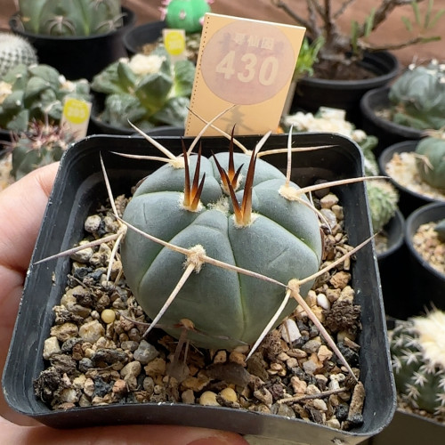 15实生光琳玉3.8cm