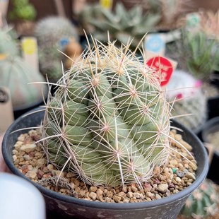 28实生瓦格纳白针大统领6.3cm