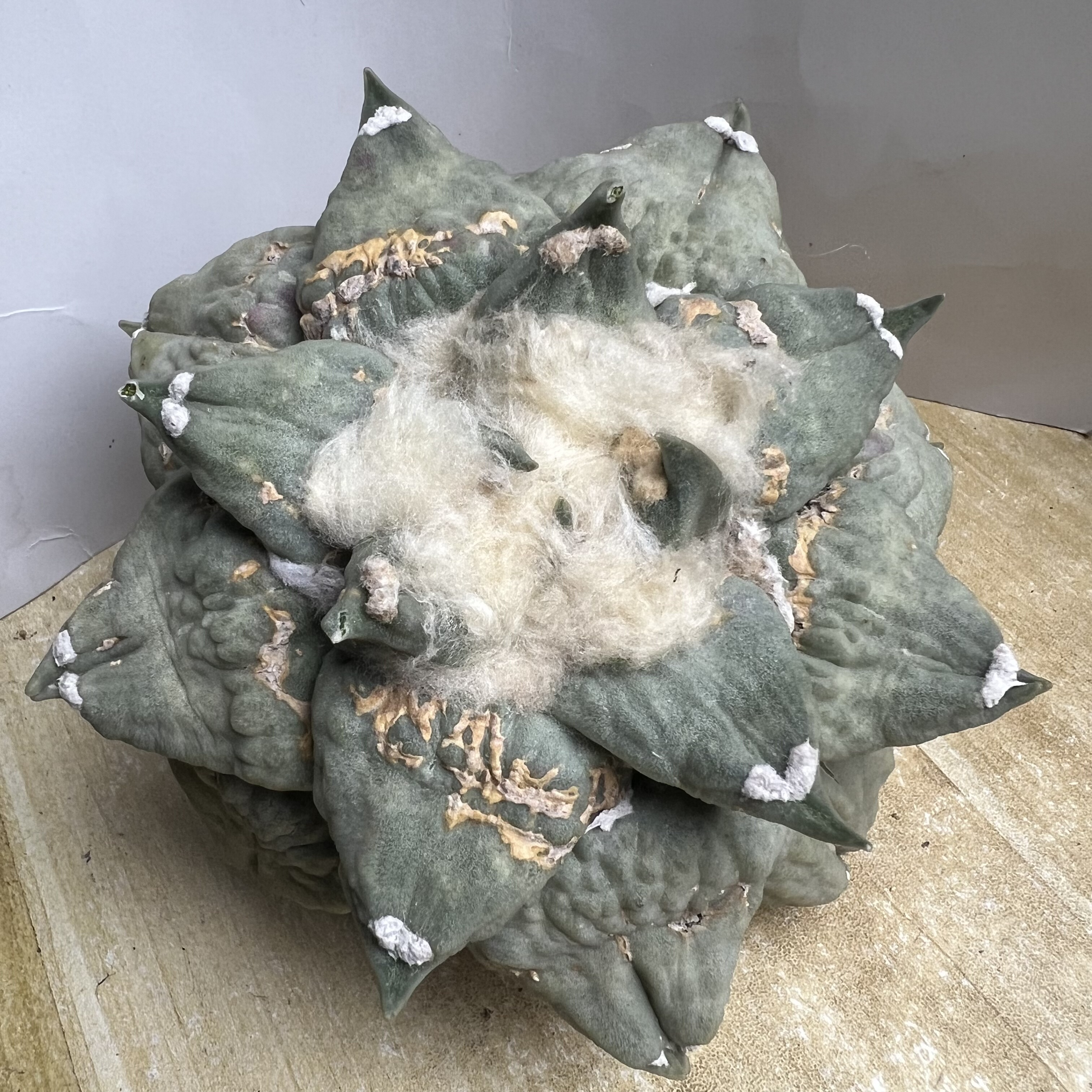 产地输入沧桑龙牙怒涛牡丹仙人球块根多肉植物绿植盆栽花卉龙舌兰
