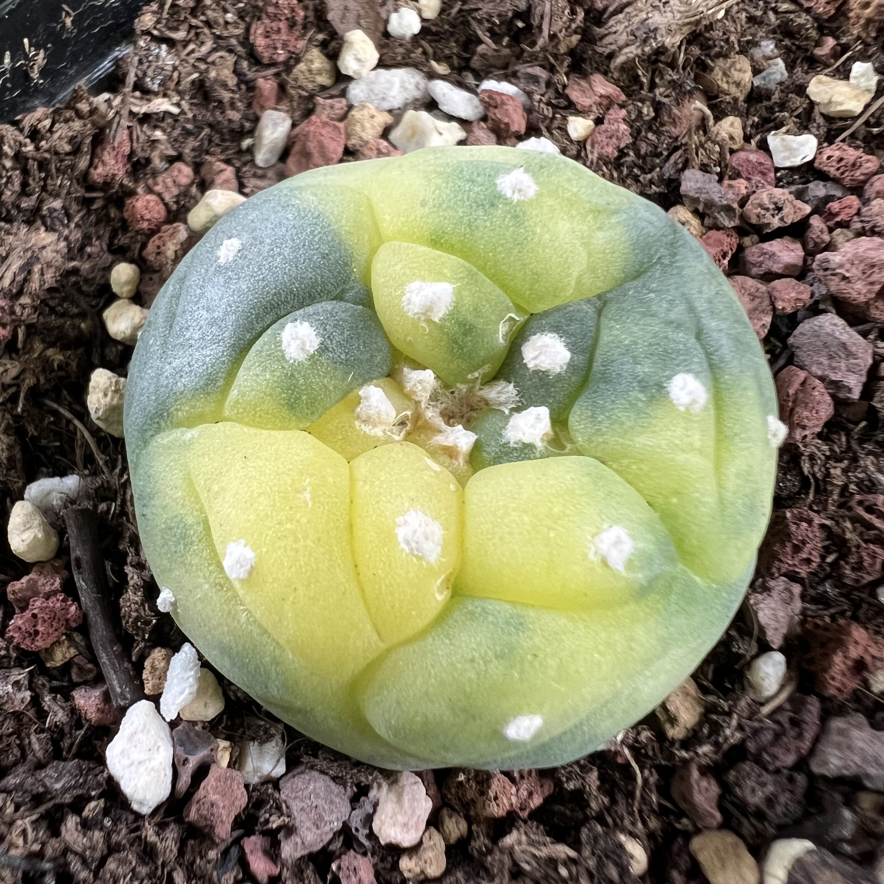 螺旋肋骨海鲜锦自根防辐射仙人球块根多肉植物绿植盆栽花卉卧牛