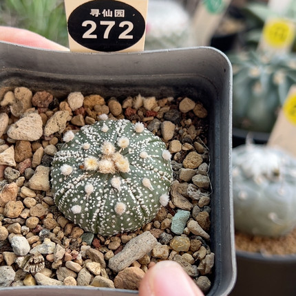 7实生奇迹超兜有雀斑