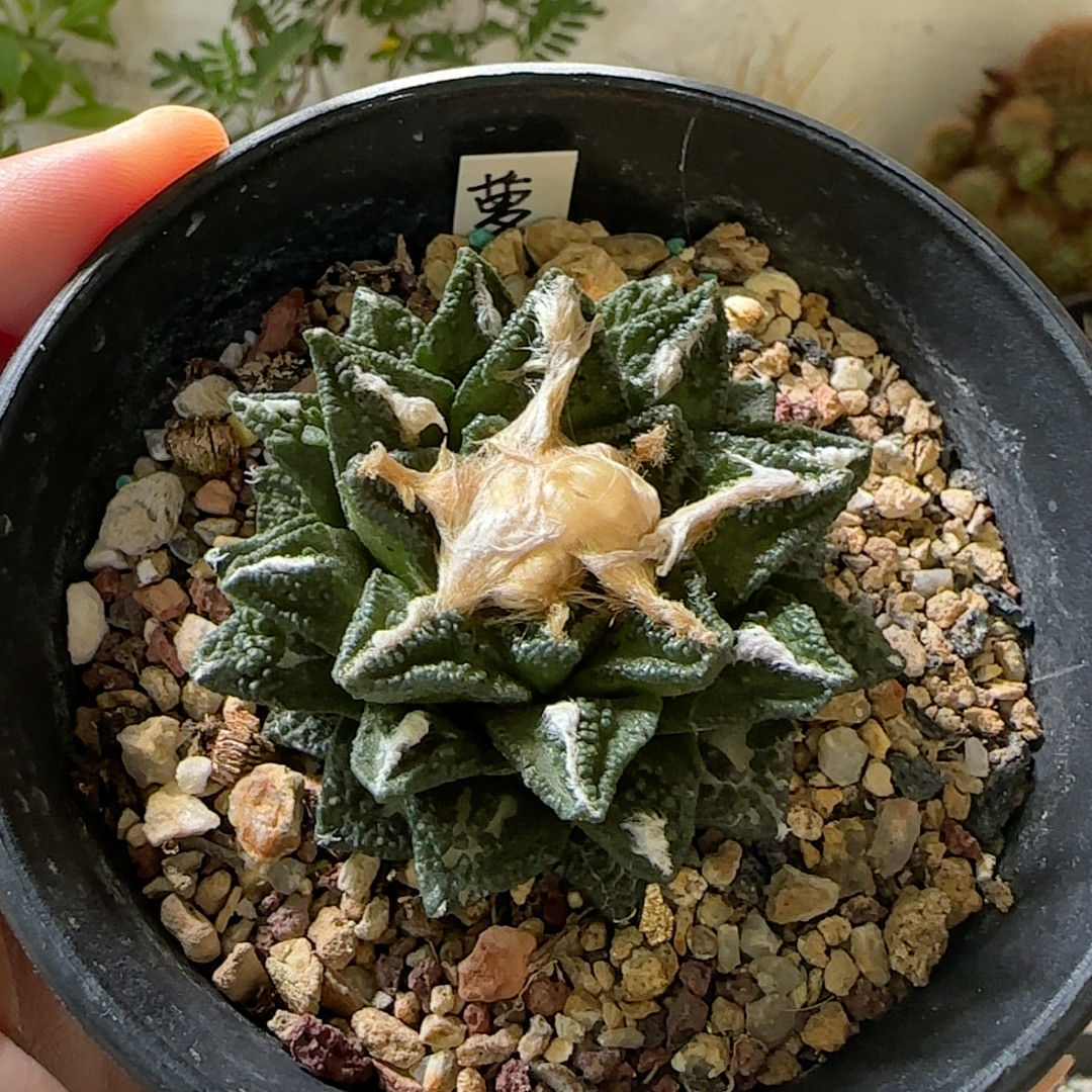 萝卜根小疣螺旋辛顿牡丹