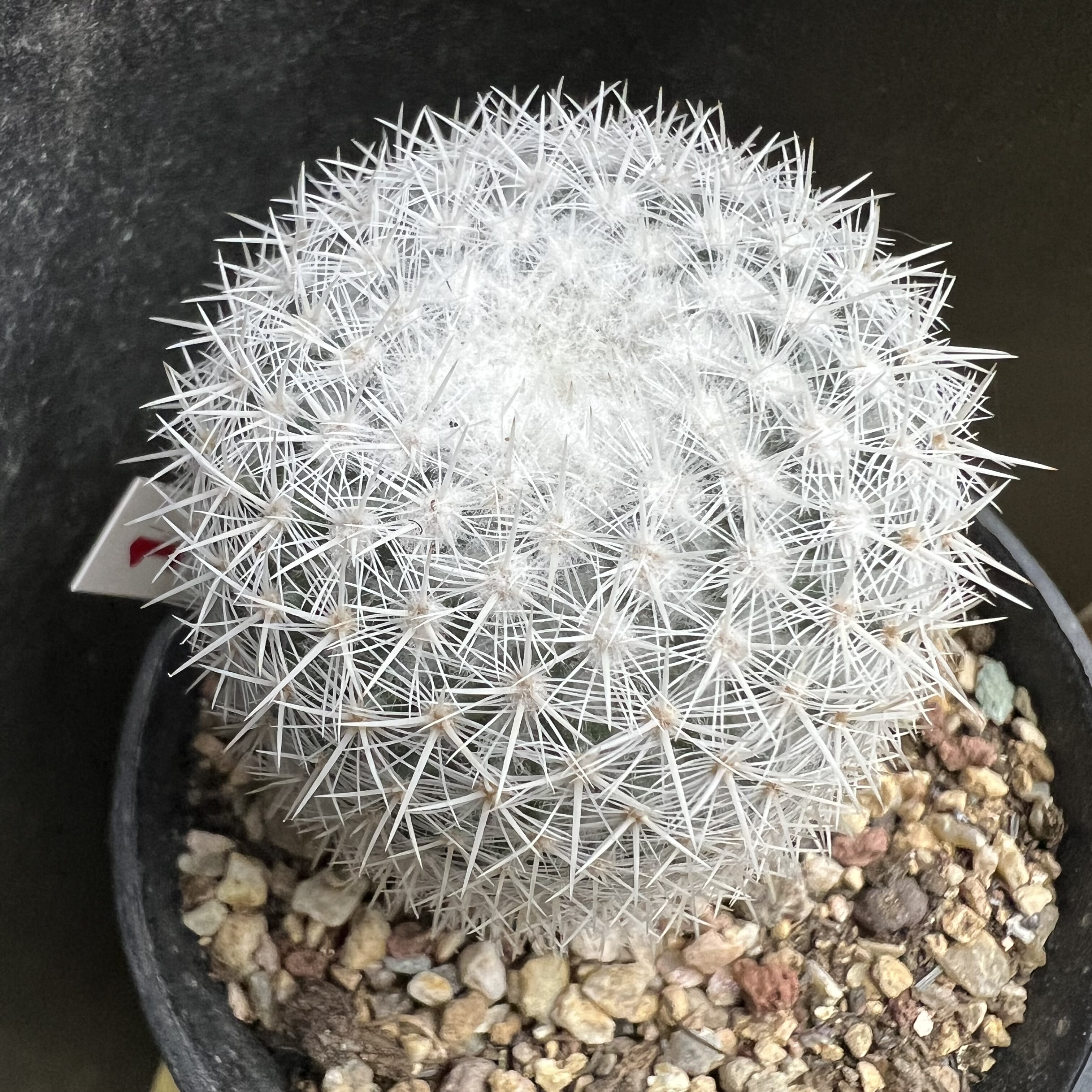 日系敷岛实生仙人球块根多肉植物绿植盆栽花卉龙舌兰卧牛