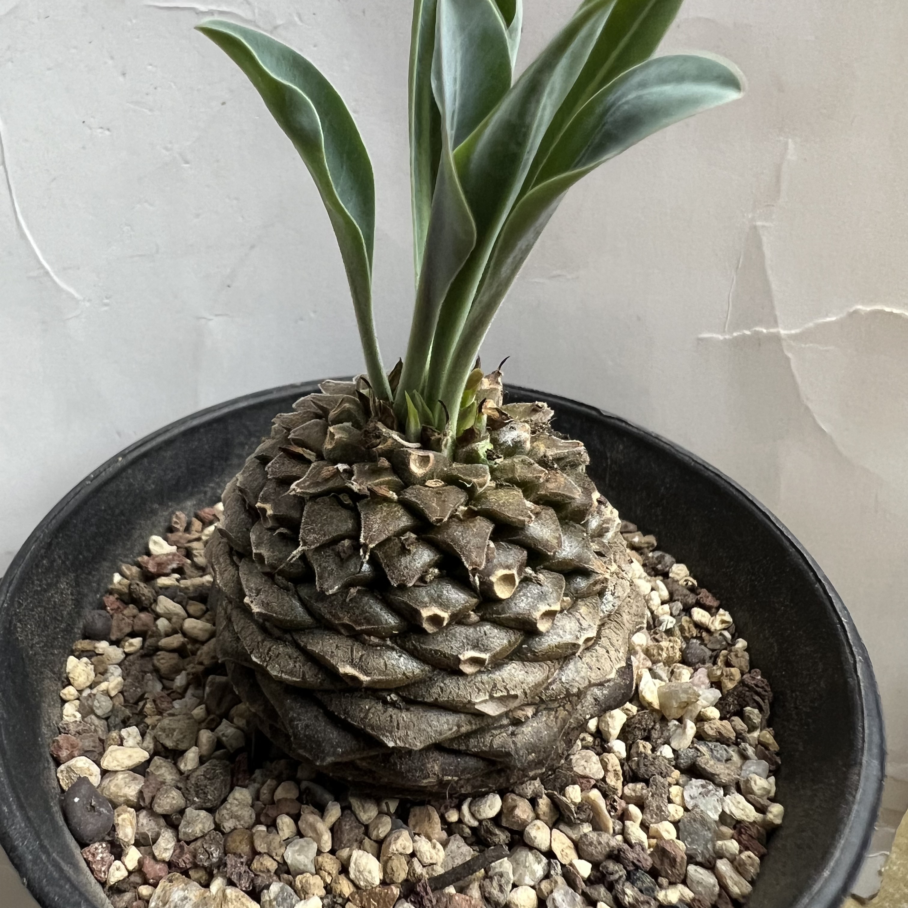 铁甲丸带崽防辐射仙人球块根多肉植物绿植盆栽花卉龙舌兰
