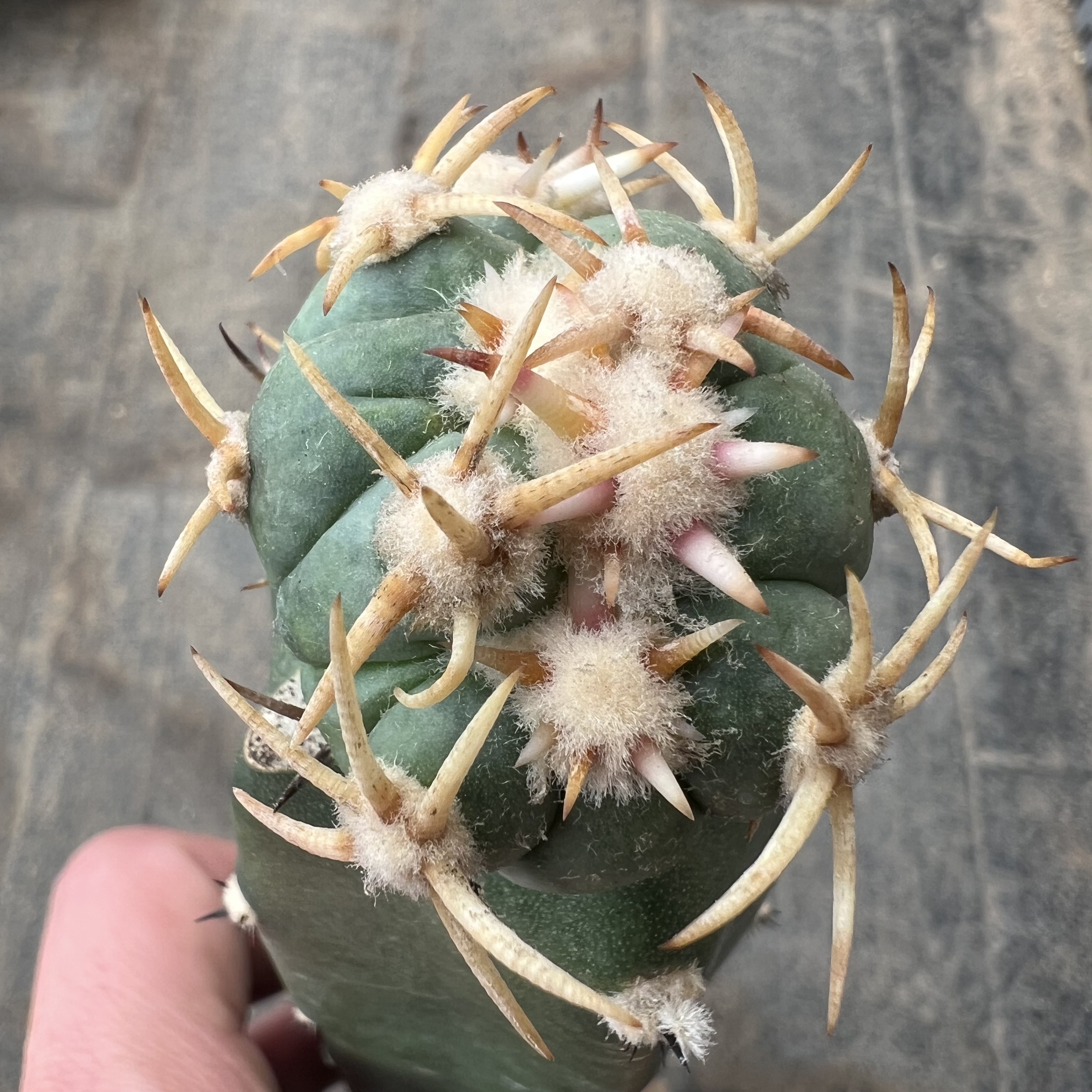 白刺翠平丸缀化袖蒲嫁接防辐射仙人球块根多肉植物绿植