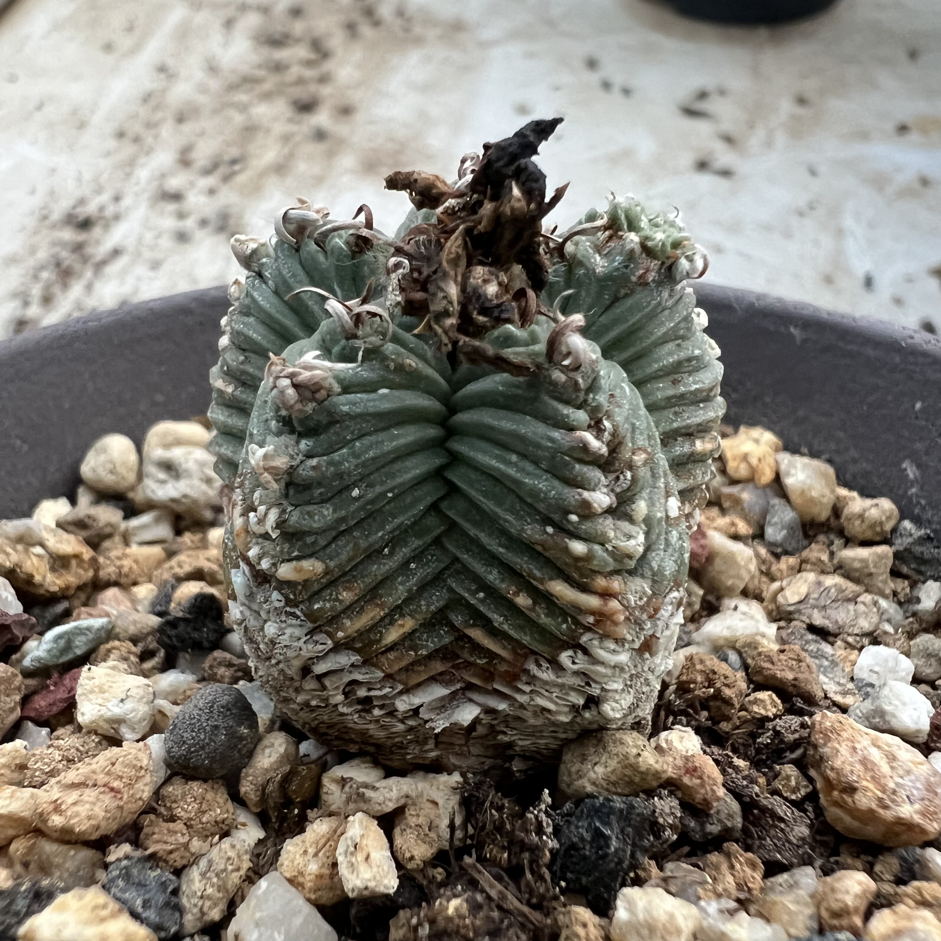 输入五星花龙实生仙人球块根多肉植物绿植盆栽花卉龙舌兰卧牛