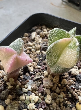 白沙鸾凤玉锦实生防辐射仙人球块根多肉植物绿植盆栽花卉