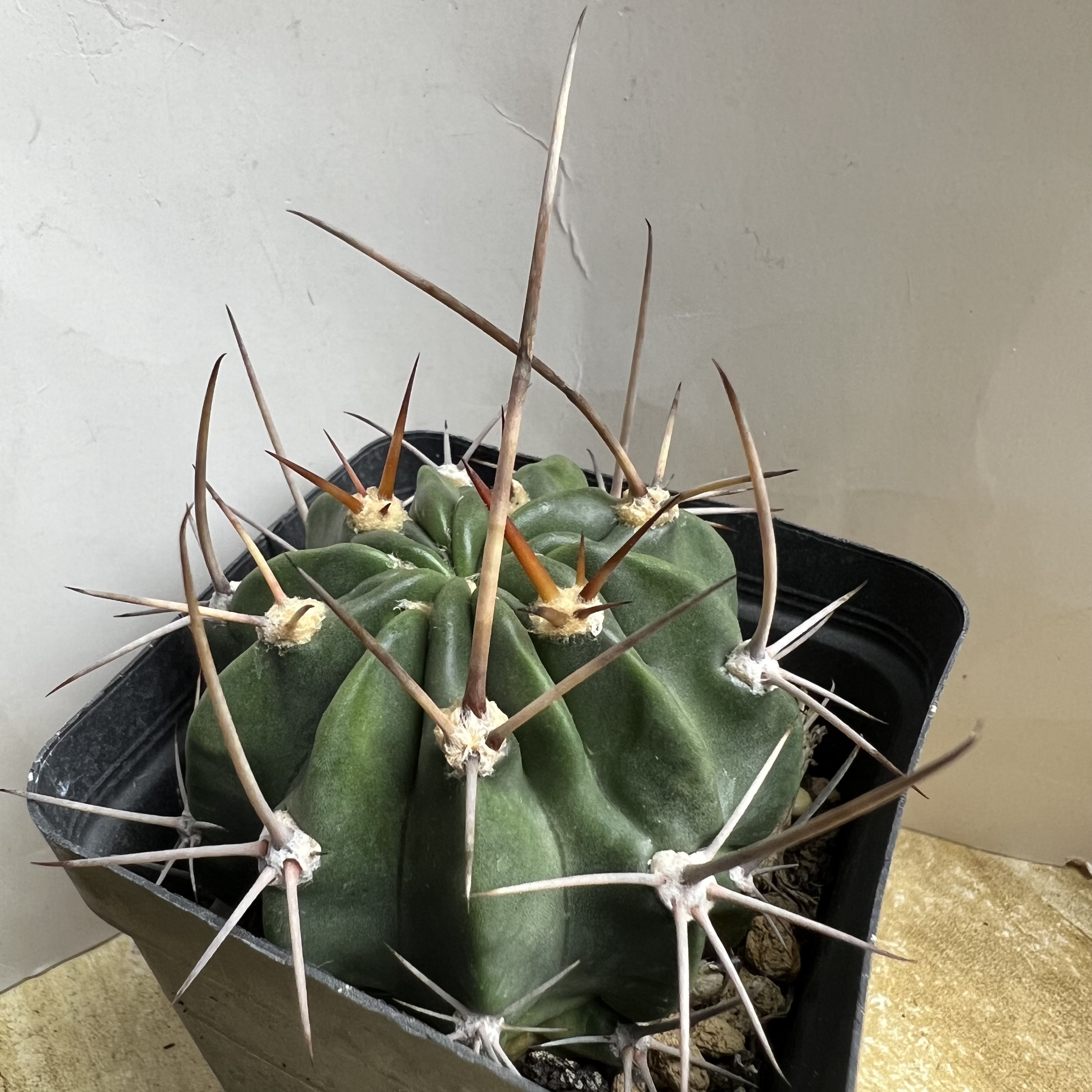 长刺狂风丸实生仙人球块根多肉植物绿植盆栽花卉龙舌兰