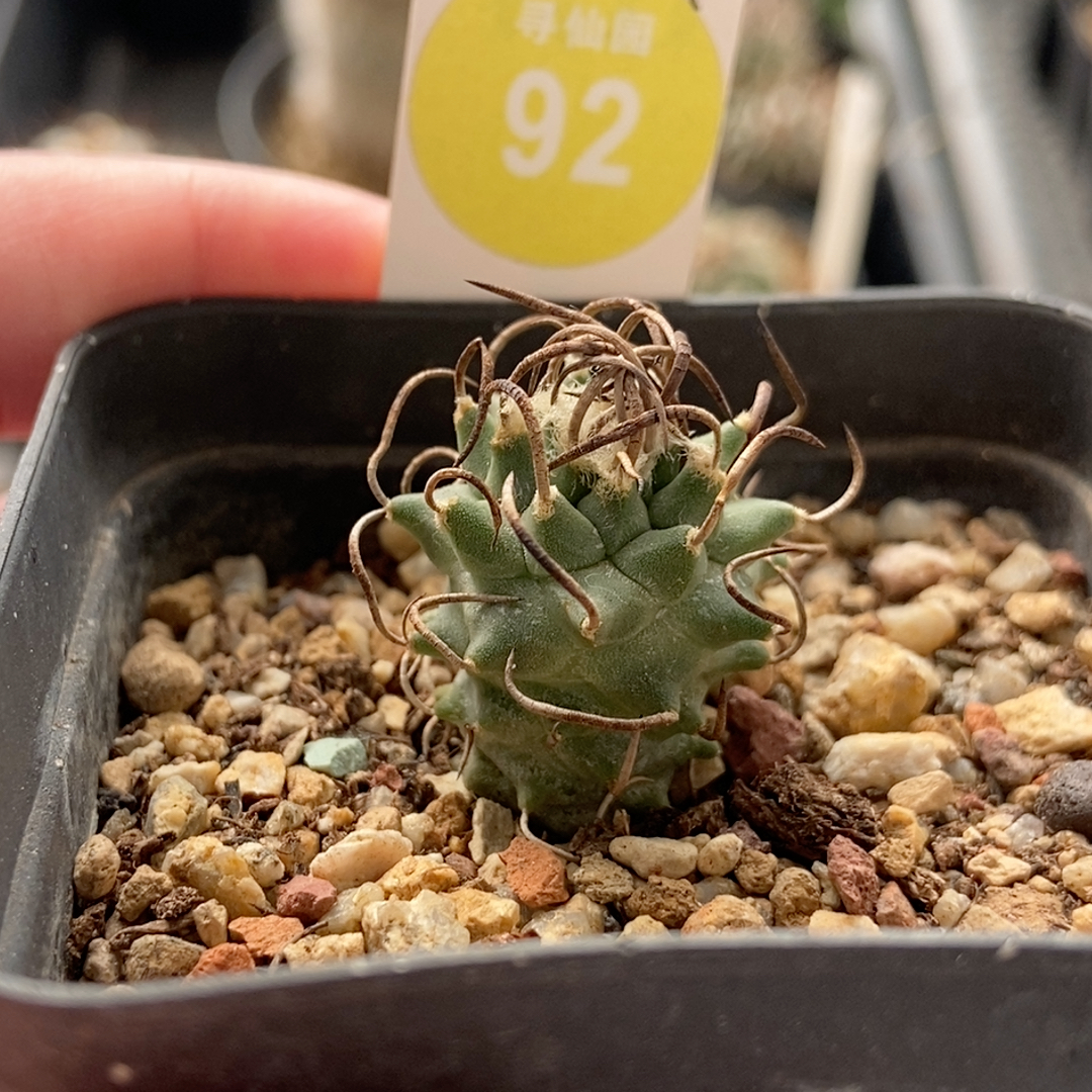 21实生碳刺升龙丸娇丽2.3cm