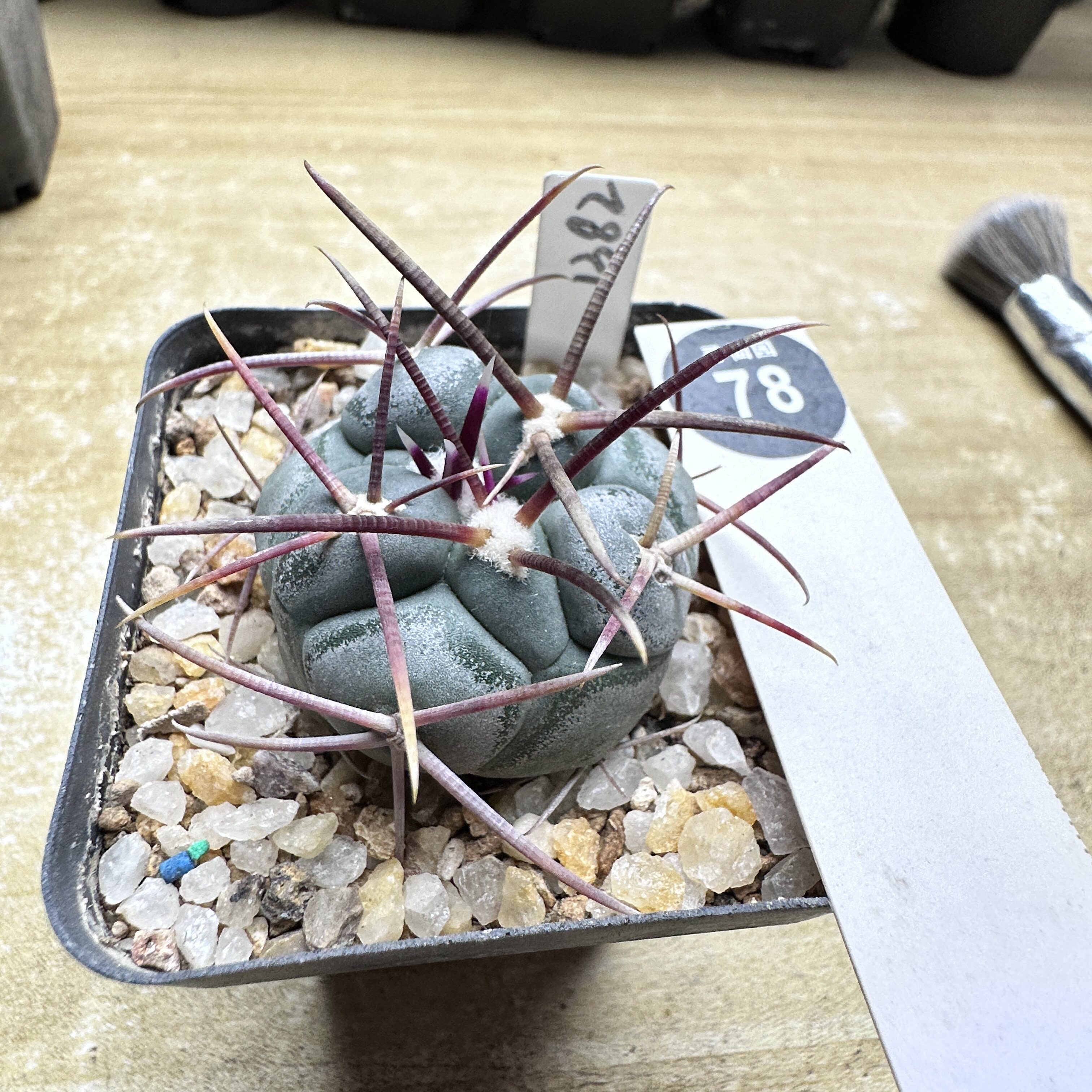 28实生上蜡狂泰刺高木绯冠龙3.9cm