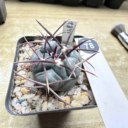 28实生上蜡狂泰刺高木绯冠龙3.9cm