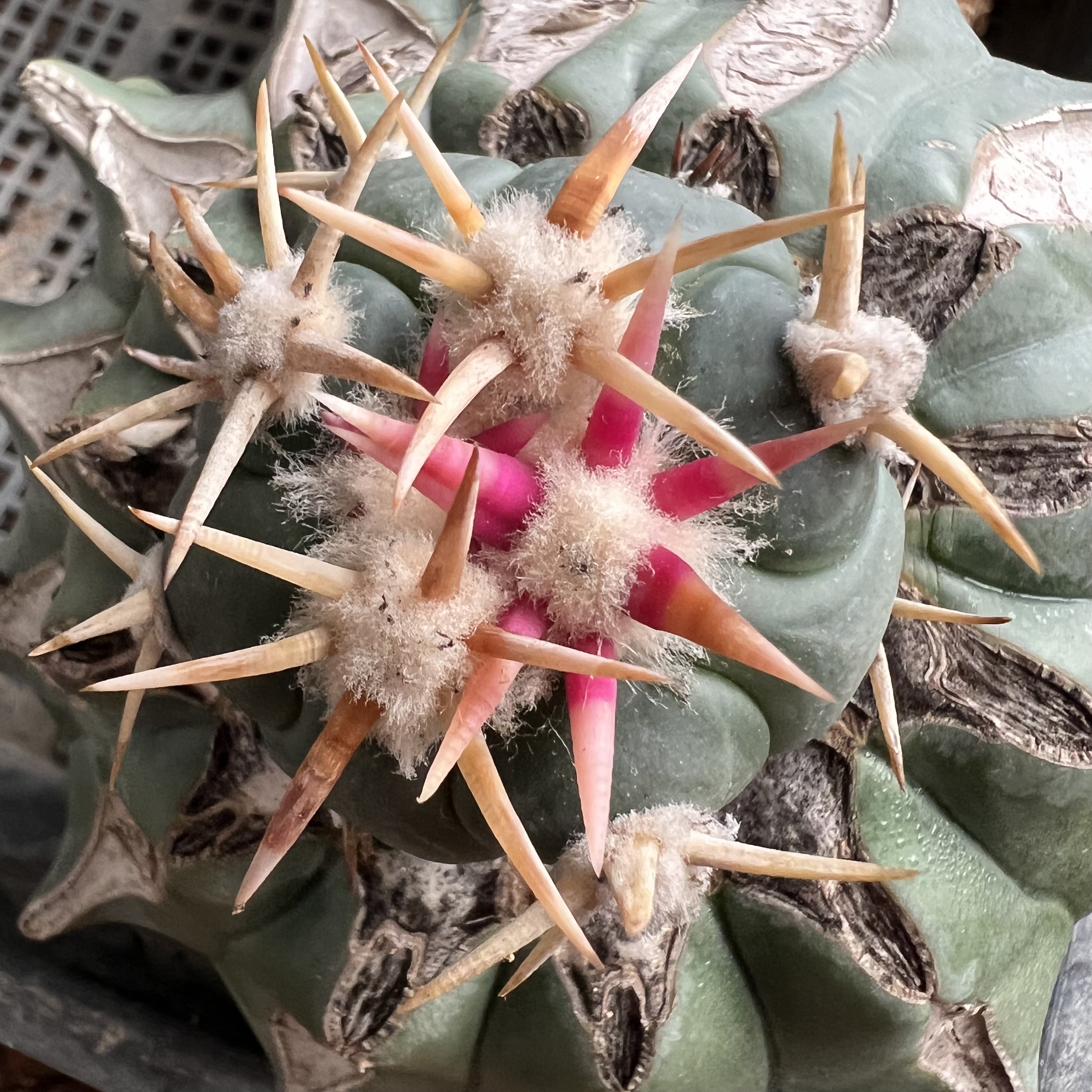 豪刺白刺翠平丸巨鸠嫁接防辐射仙人球块根多肉植物绿植