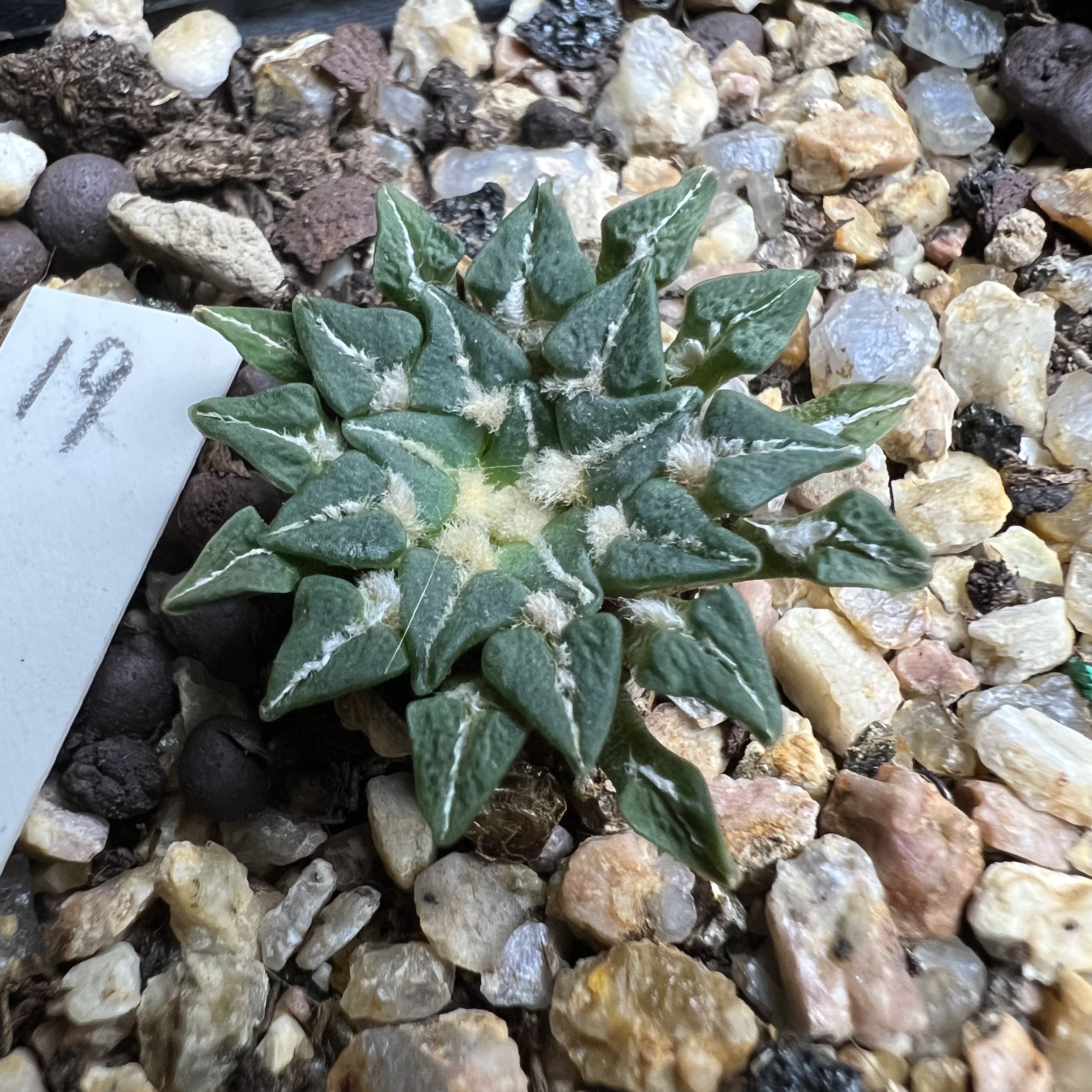 平面小疣姬牡丹实生防辐射仙人球块根多肉植物绿植盆栽花卉