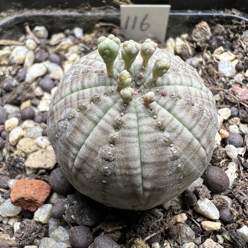 白肌神玉布纹球实生防辐射仙人球块根多肉植物绿植盆栽花卉