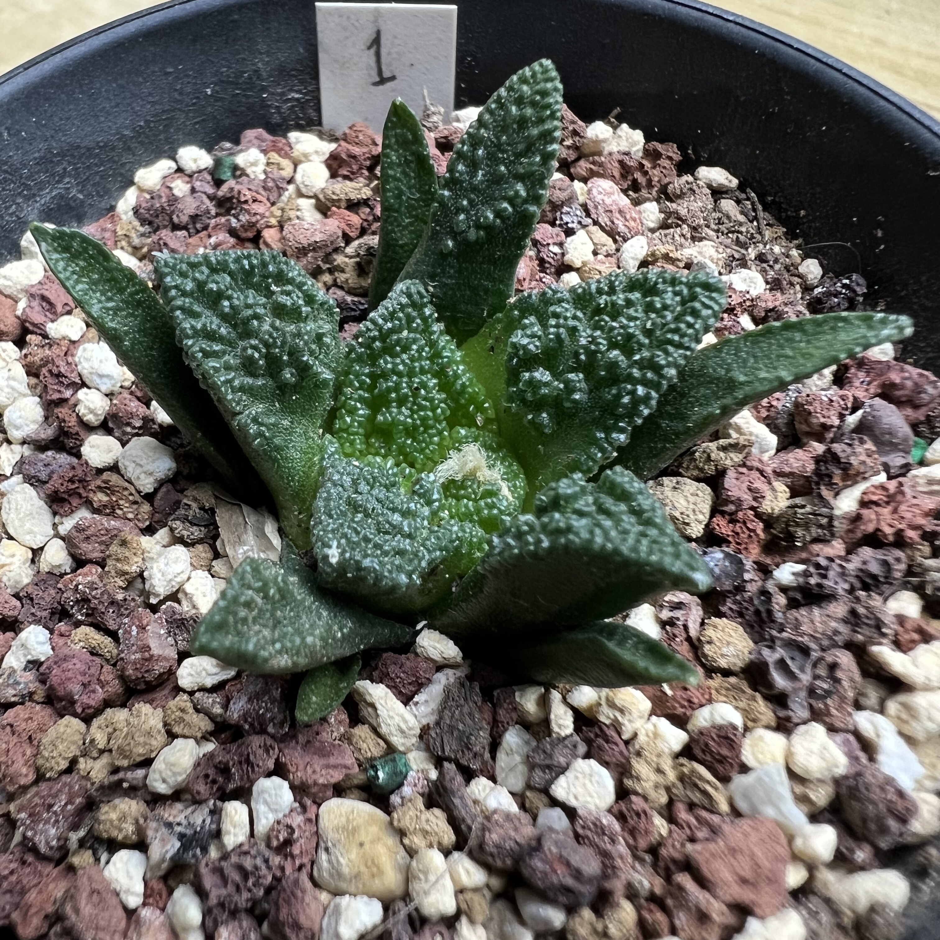辛顿牡丹实生防辐射仙人球块根多肉植物绿植盆栽花卉