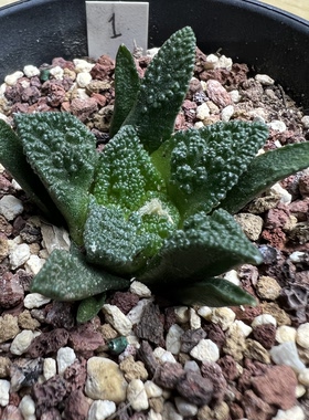 辛顿牡丹实生防辐射仙人球块根多肉植物绿植盆栽花卉