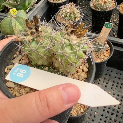 25实生双头狂刺龙爪球