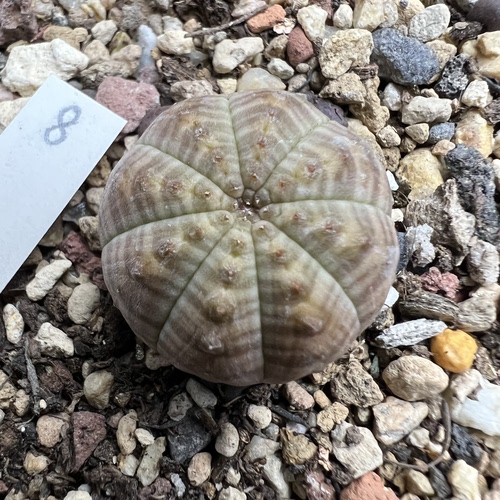 特选角疣神玉布纹球有斑实生防辐射仙人球块根多肉植物绿植盆栽