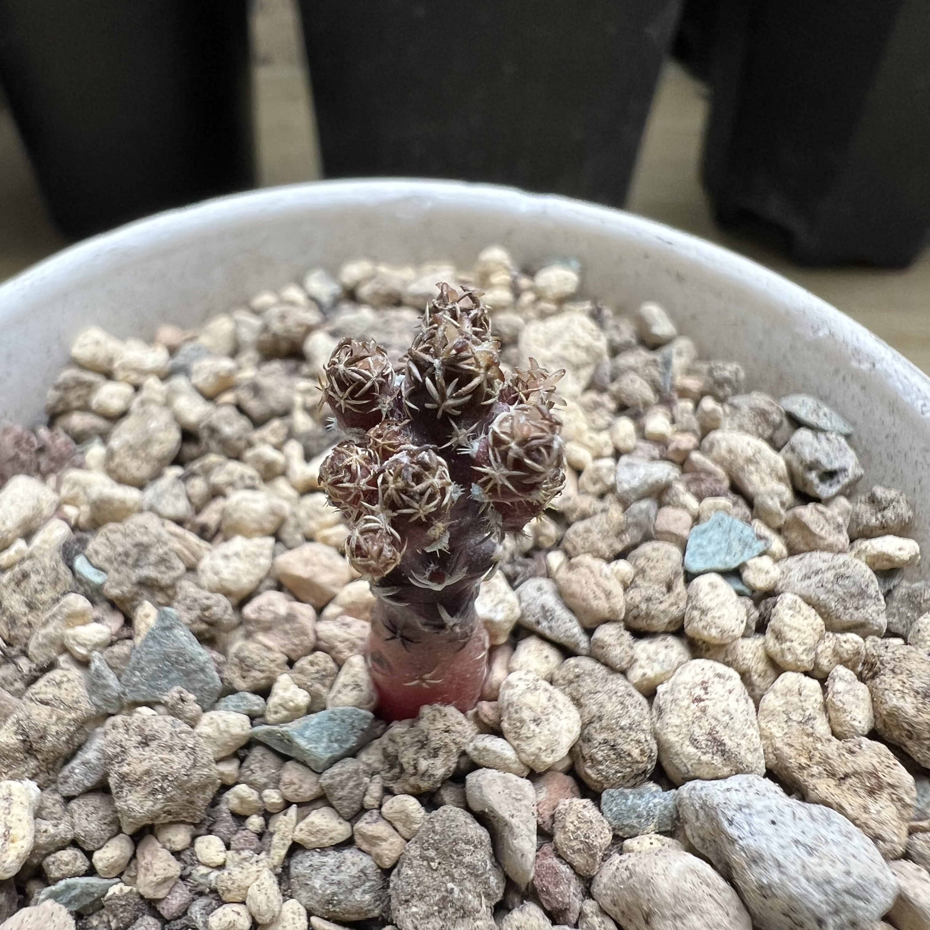 豪刺黄龙丸娇丽群实生防辐射仙人球块根多肉植物绿植盆栽花卉