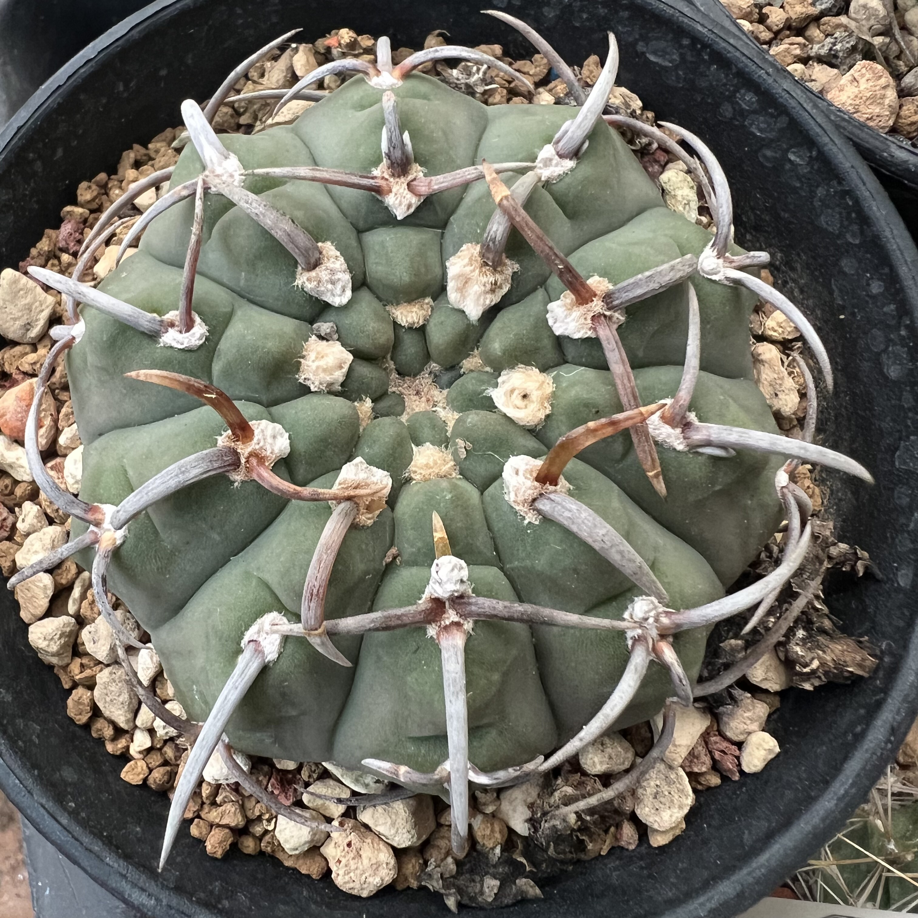 老三枪玉实生仙人球块根多肉植物室内外绿植盆栽龙舌兰卧牛