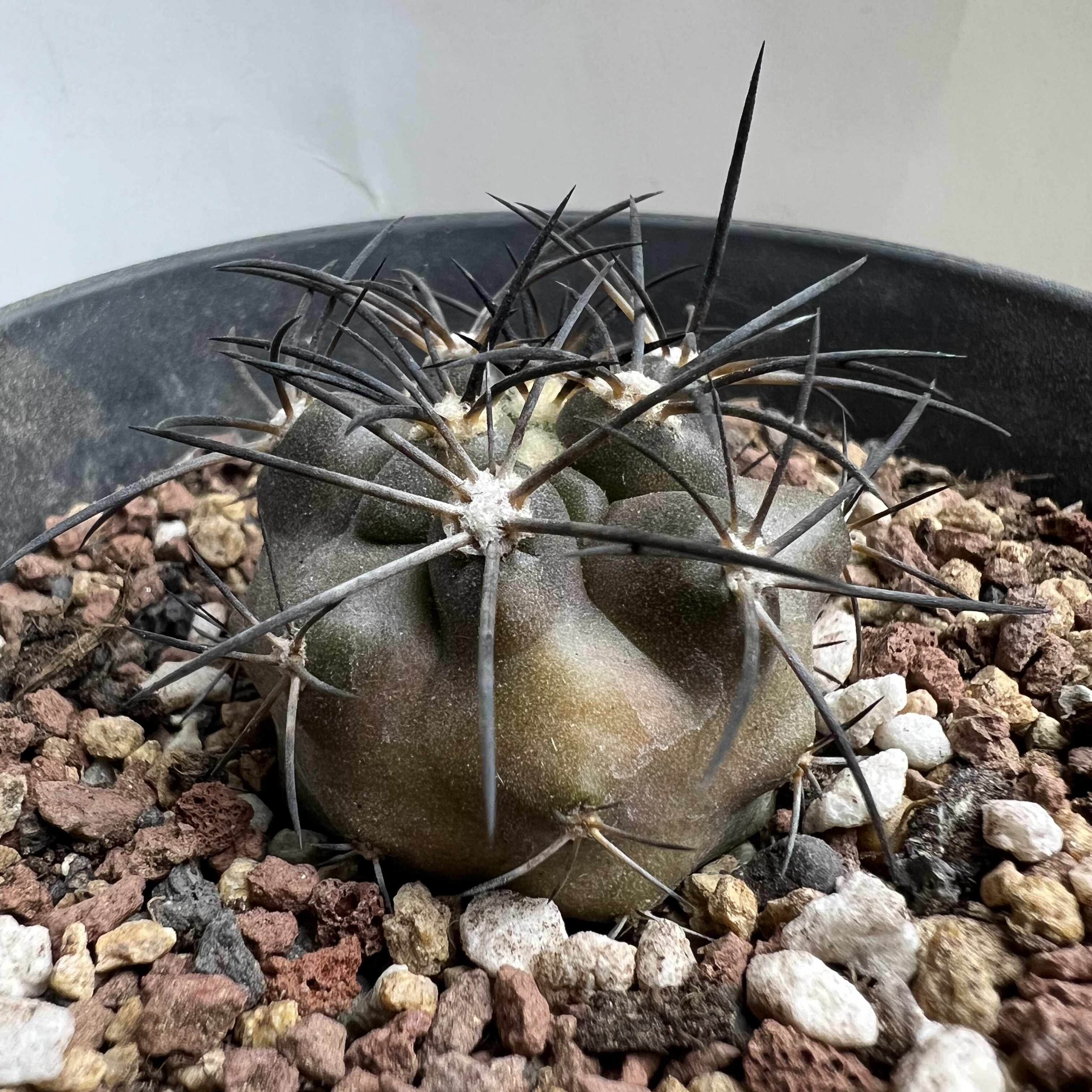 栗星玉锦稀有龙爪实生仙人球块根多肉植物绿植盆栽花卉