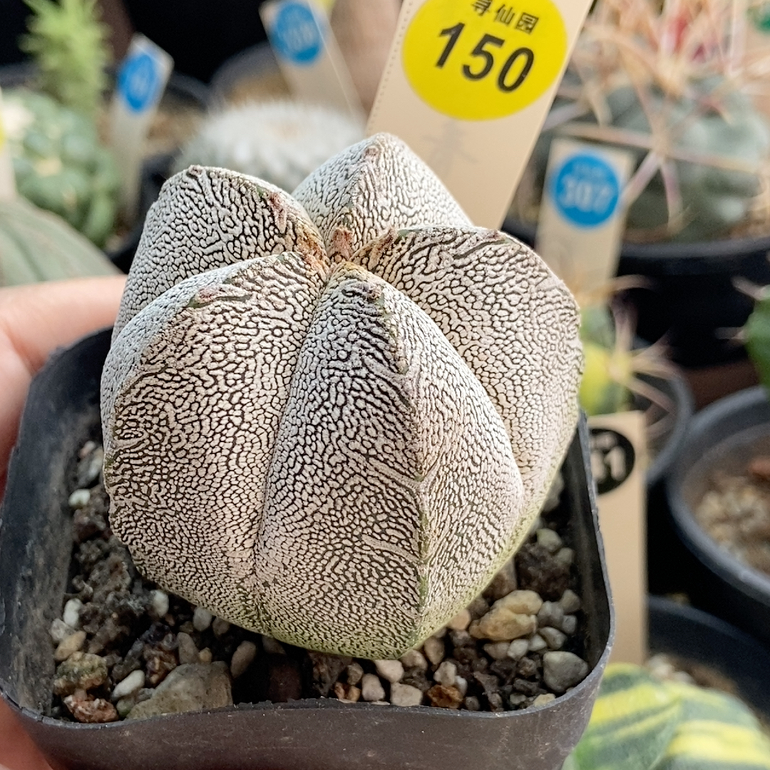 22实生带V恩冢5.3cm