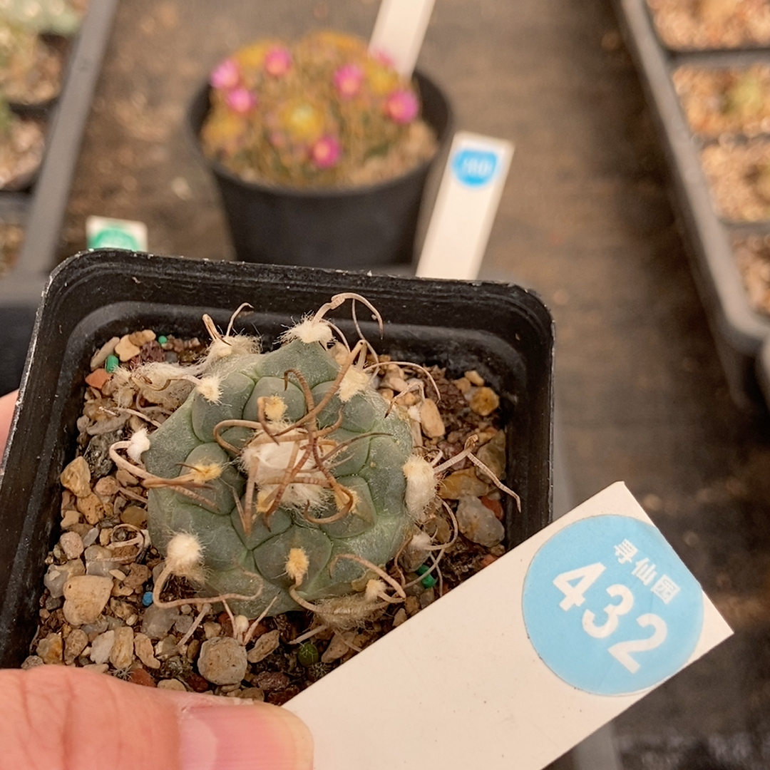 21实生雪顶老娇丽3.5cm