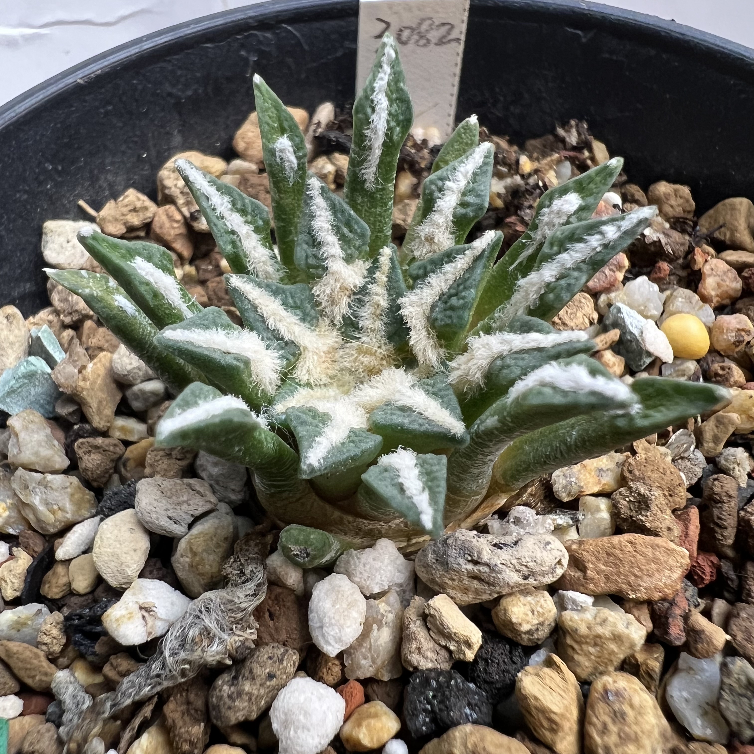 小疣黑牡丹实生防辐射仙人球块根多肉植物绿植盆栽花卉龙舌兰