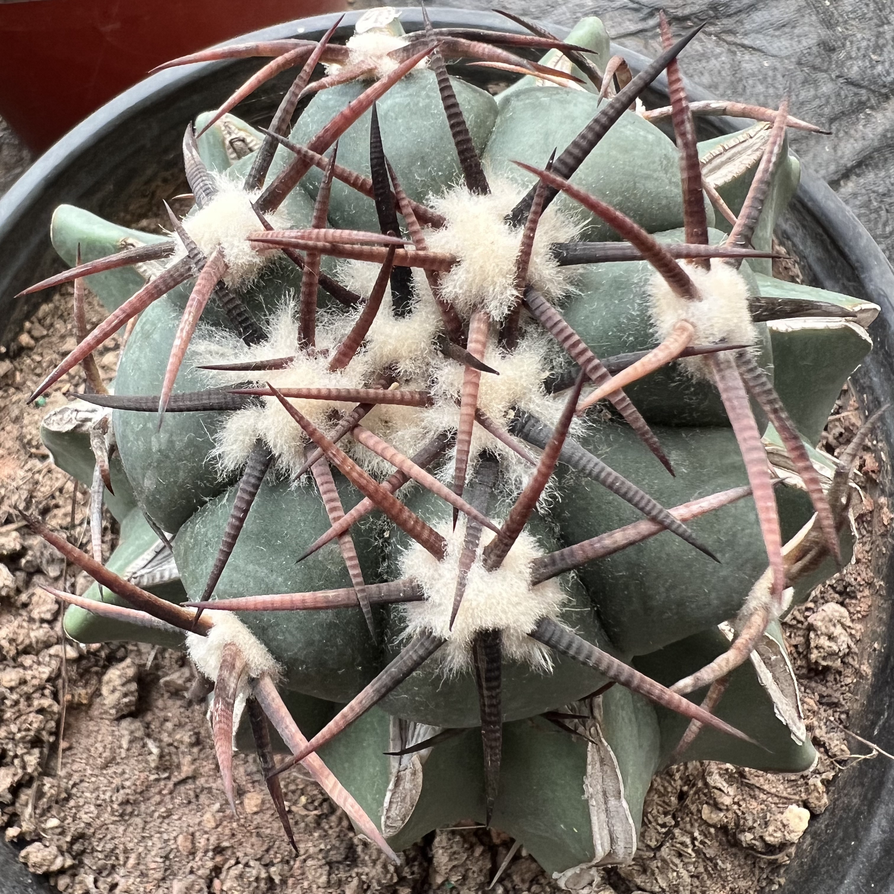 螺纹豪刺雷帝老巨鹫玉嫁接防辐射仙人球多肉植物绿植花卉龙舌兰
