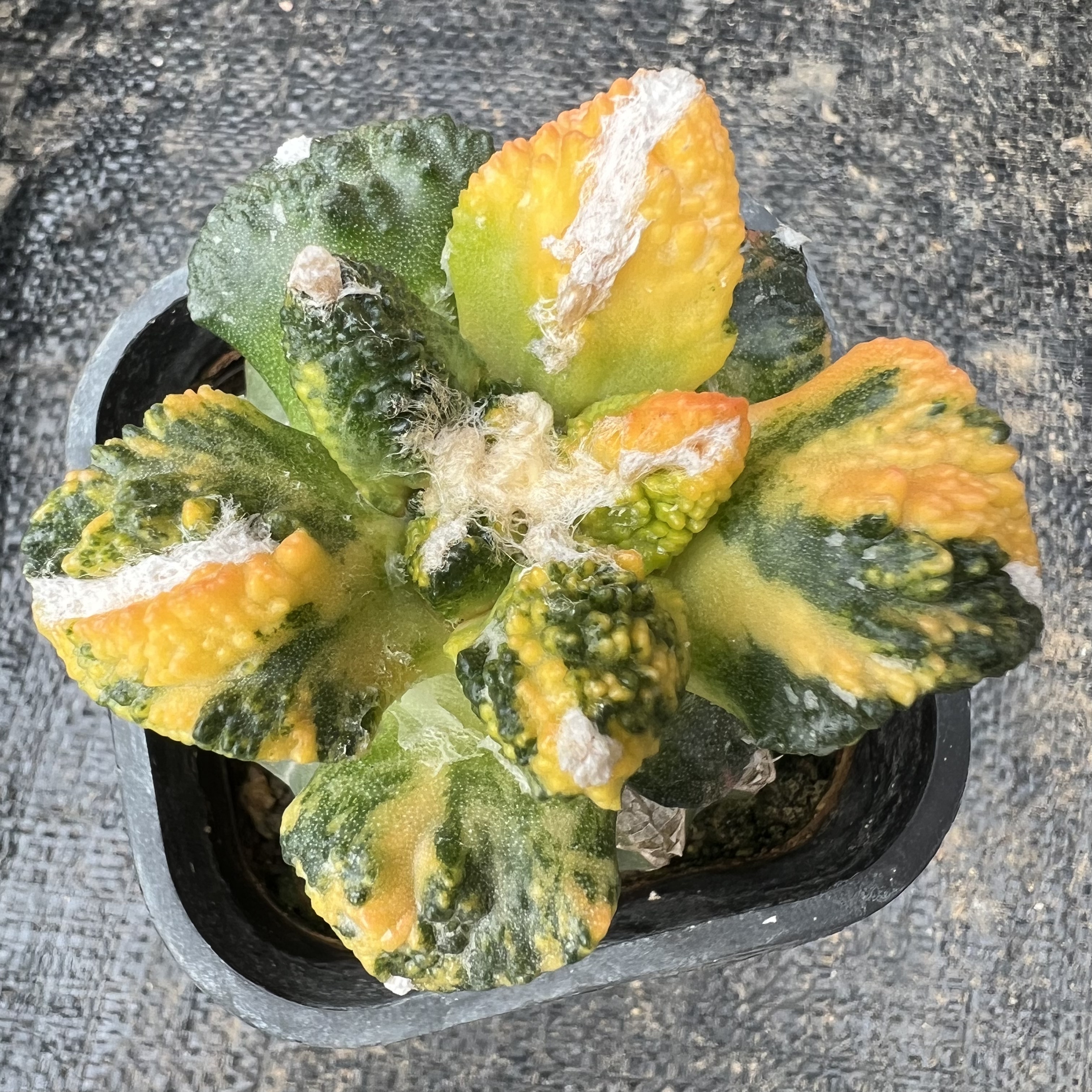 怒涛牡丹散斑锦草球嫁接防辐射仙人球块根多肉植物绿植盆栽花卉