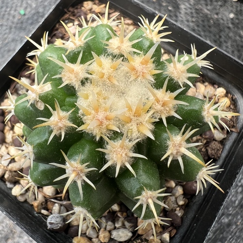短豪刺金琥实生量拍防辐射仙人球块根多肉植物绿植盆栽花卉龙舌兰