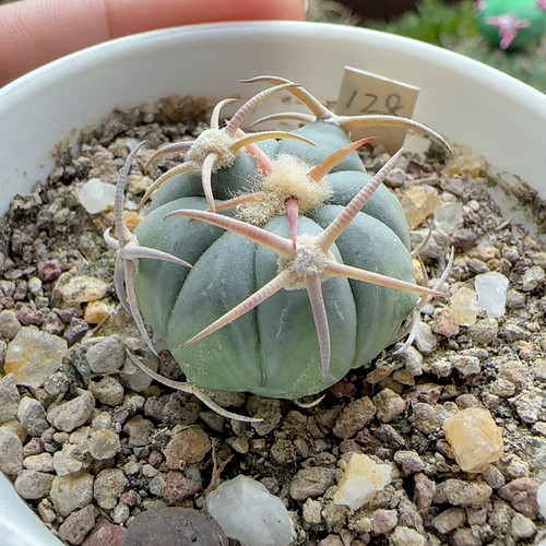 白刺翠平丸实生2.7厘米