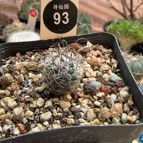 30实生优选草刺娇丽1.8cm