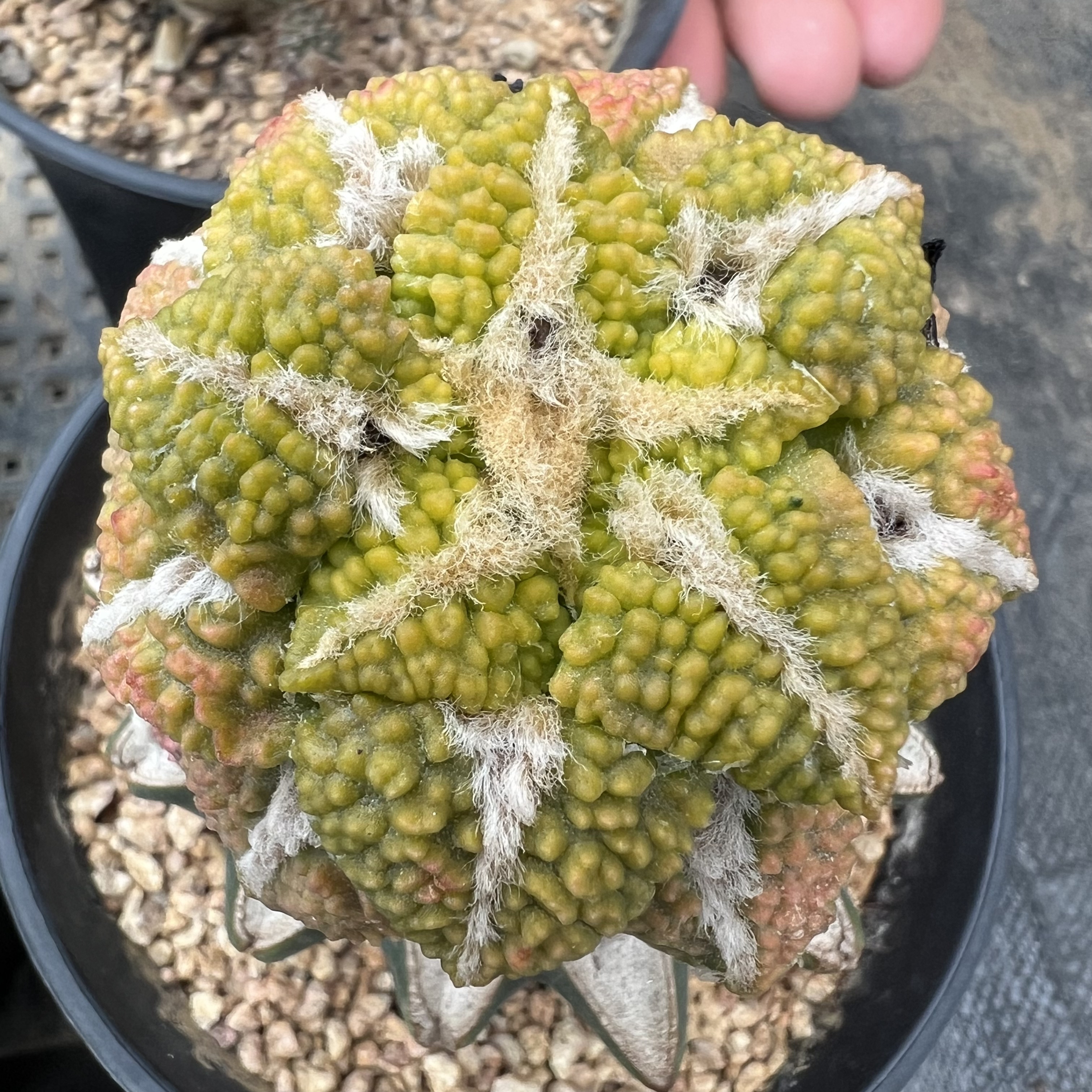 哥斯拉大疣黑牡丹锦草球嫁接防辐射仙人球块根多肉植物绿植盆栽