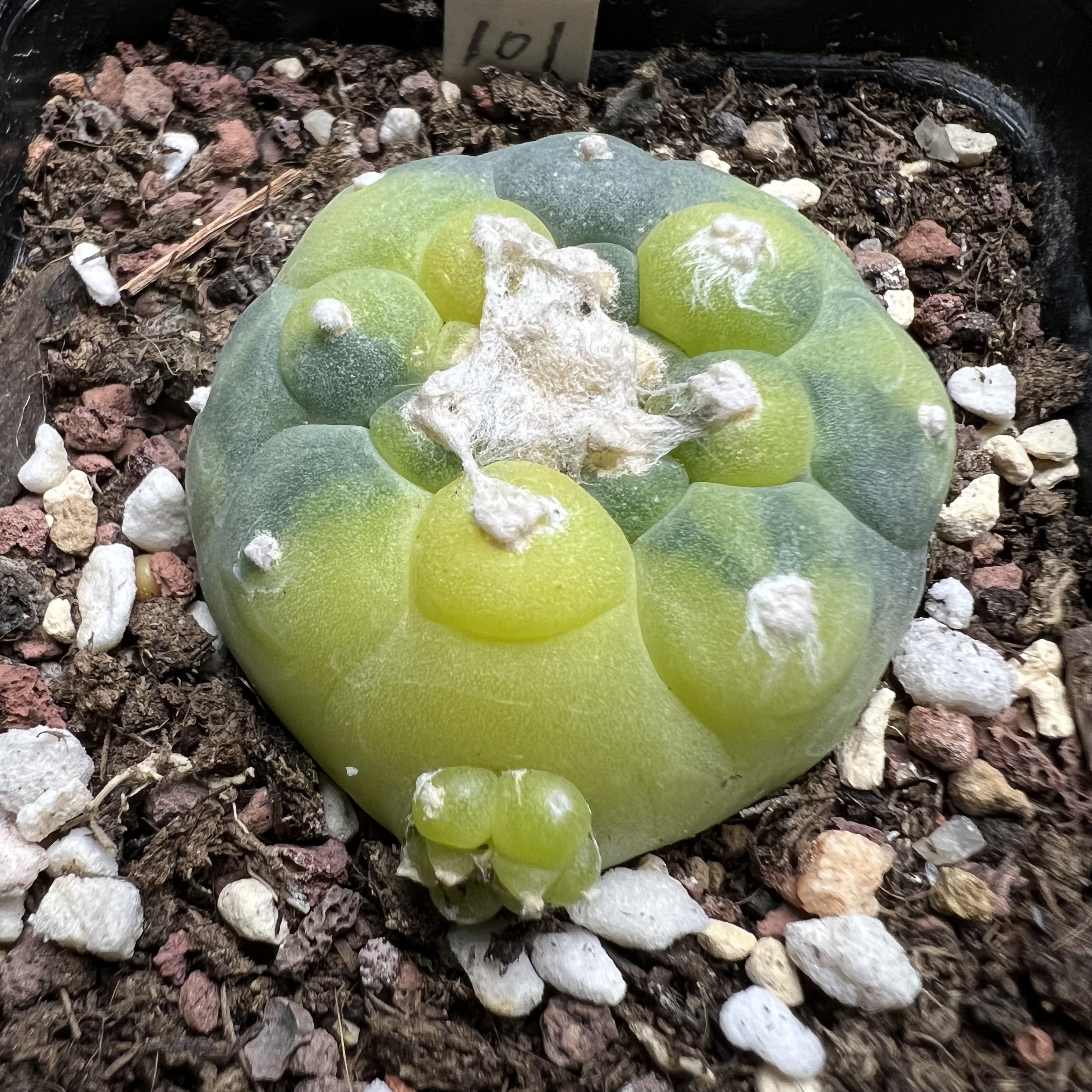 长毛佛头海鲜锦自根防辐射仙人球块根多肉植物绿植盆栽花卉卧牛