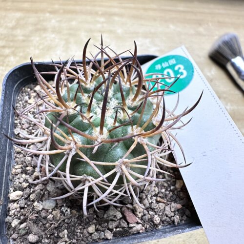 28实生狂刺逆豹丸4.1cm
