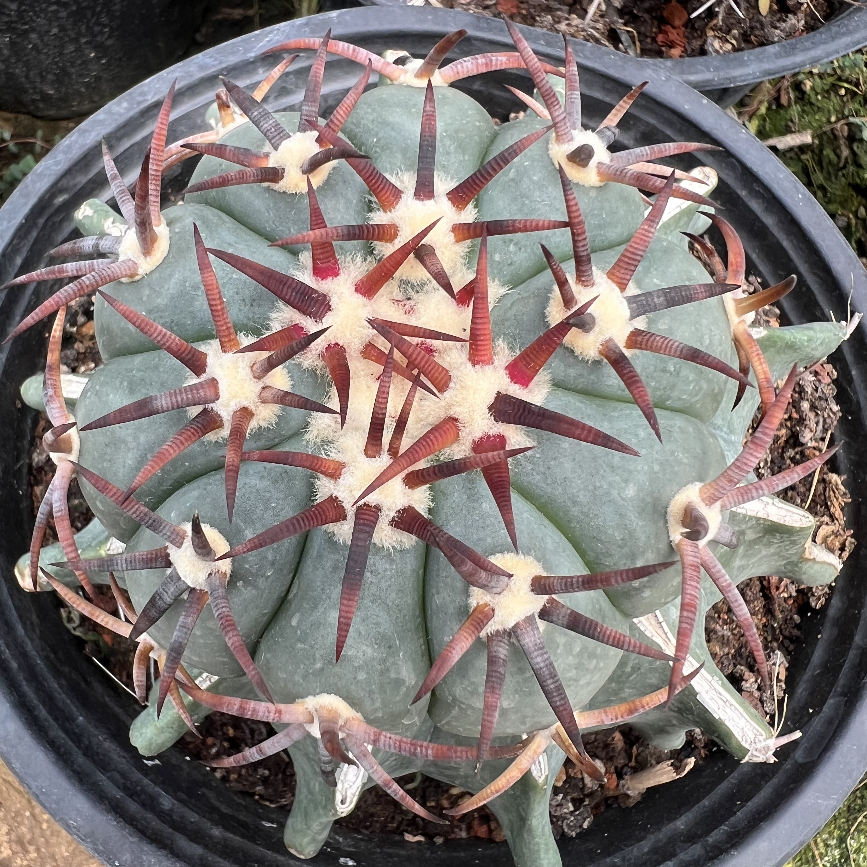 赤刺花王平丸嫁接防辐射仙人球块根多肉植物绿植盆栽花卉