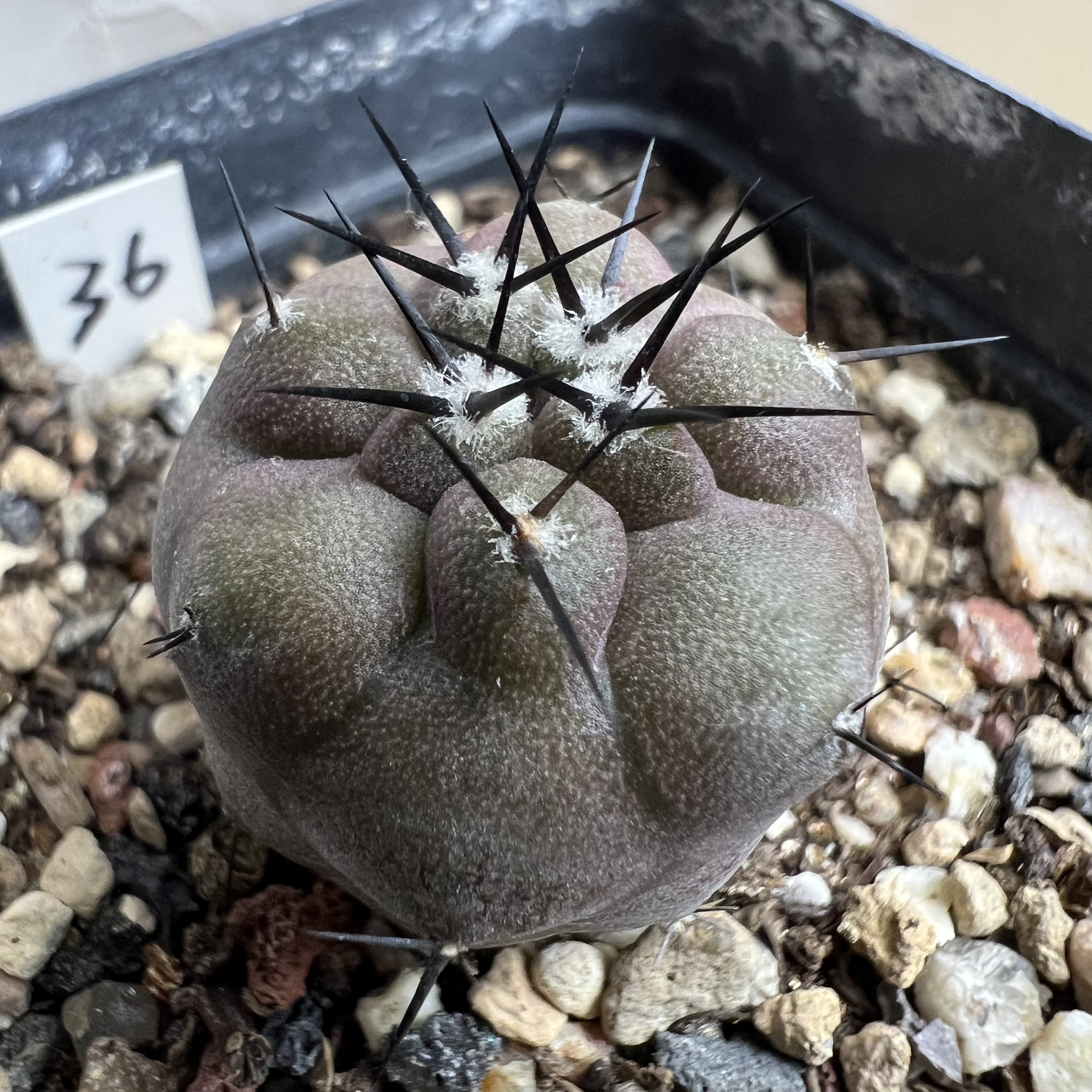 选拔短豪刺黑王丸实生龙爪仙人球块根多肉植物绿植盆栽花卉