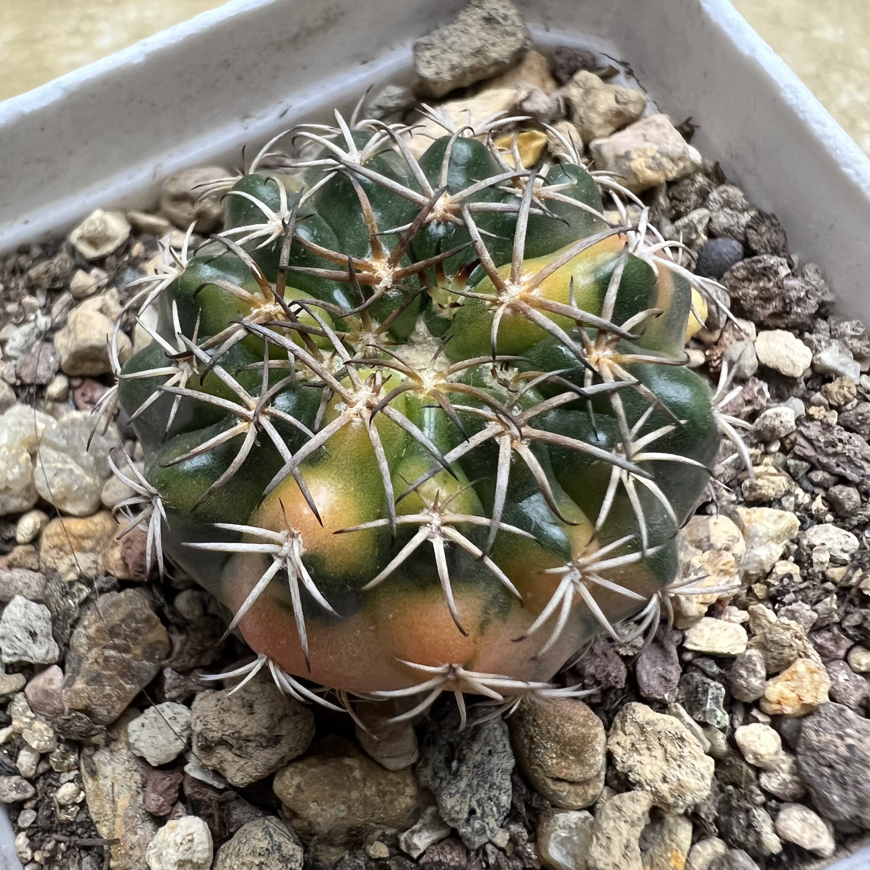 猫爪圆盘玉锦实生防辐射仙人球块根多肉植物绿植盆栽花卉
